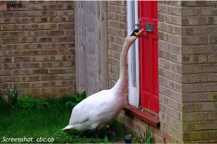 Winging the Doorbell