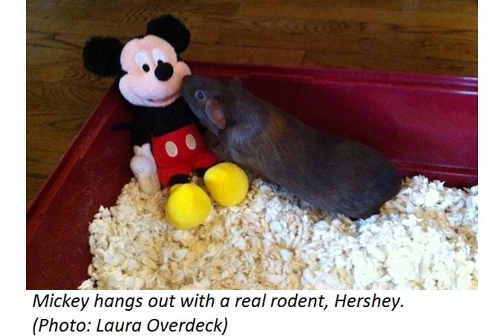 Not Your Everyday Mouse