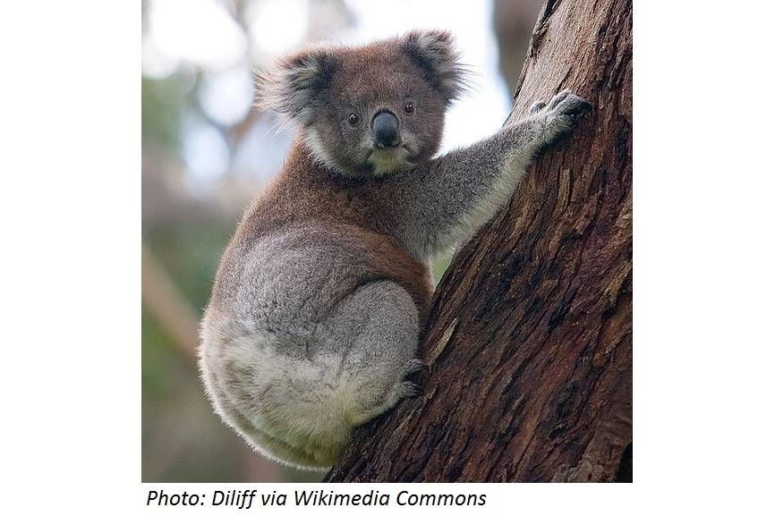 Why Koalas Hug Trees