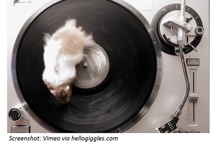 Small Furry Animals on Turntables
