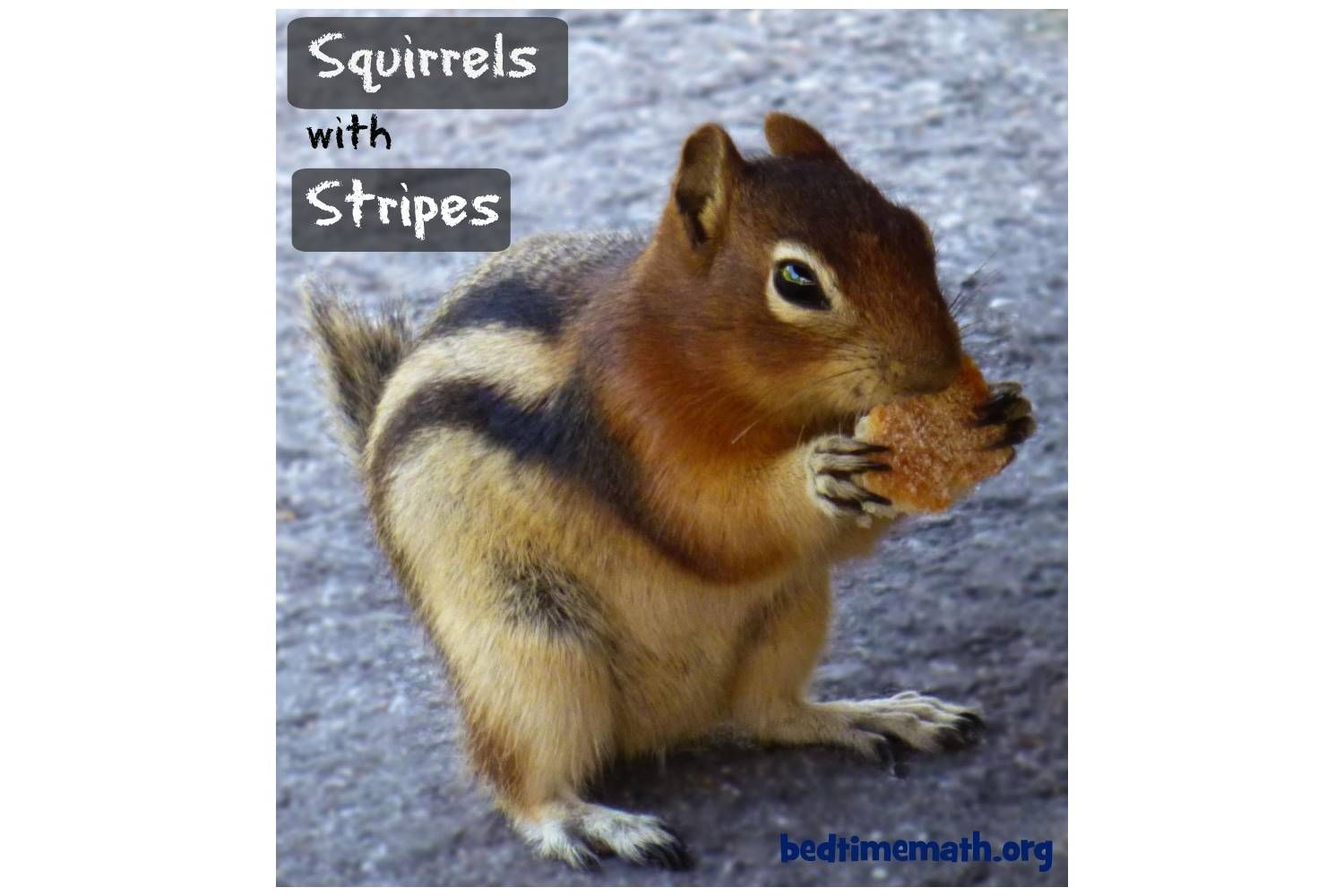 Squirrels with Stripes