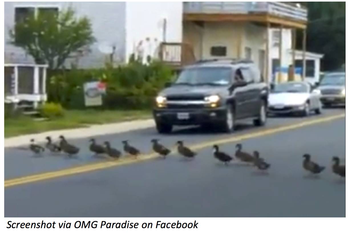 Why Did the Duck Cross the Road?