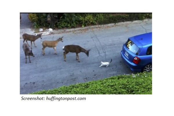 When Cat Meets Deer
