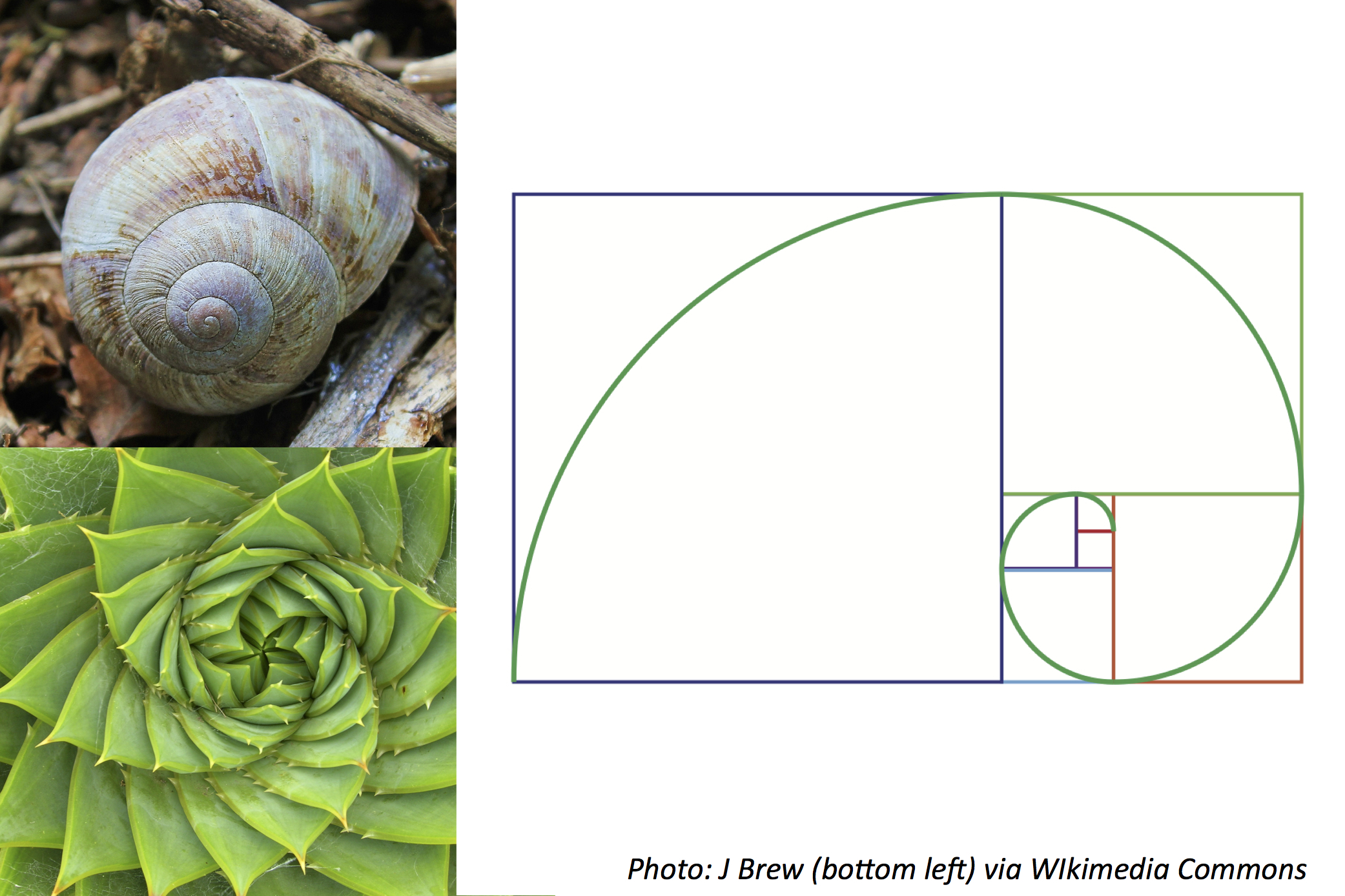 Fibonacci Day!
