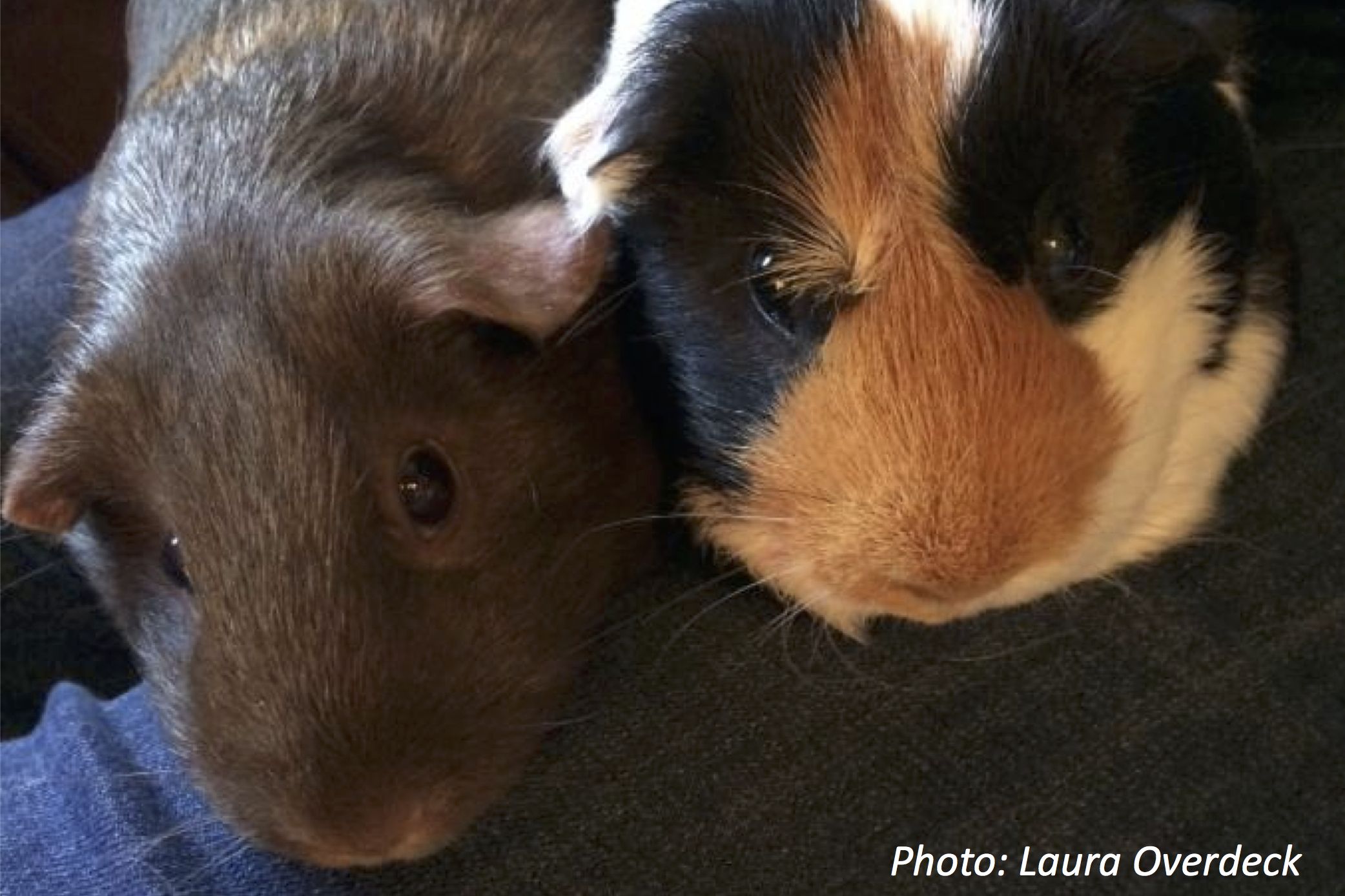 Because Guinea Pigs Need Friends, Too