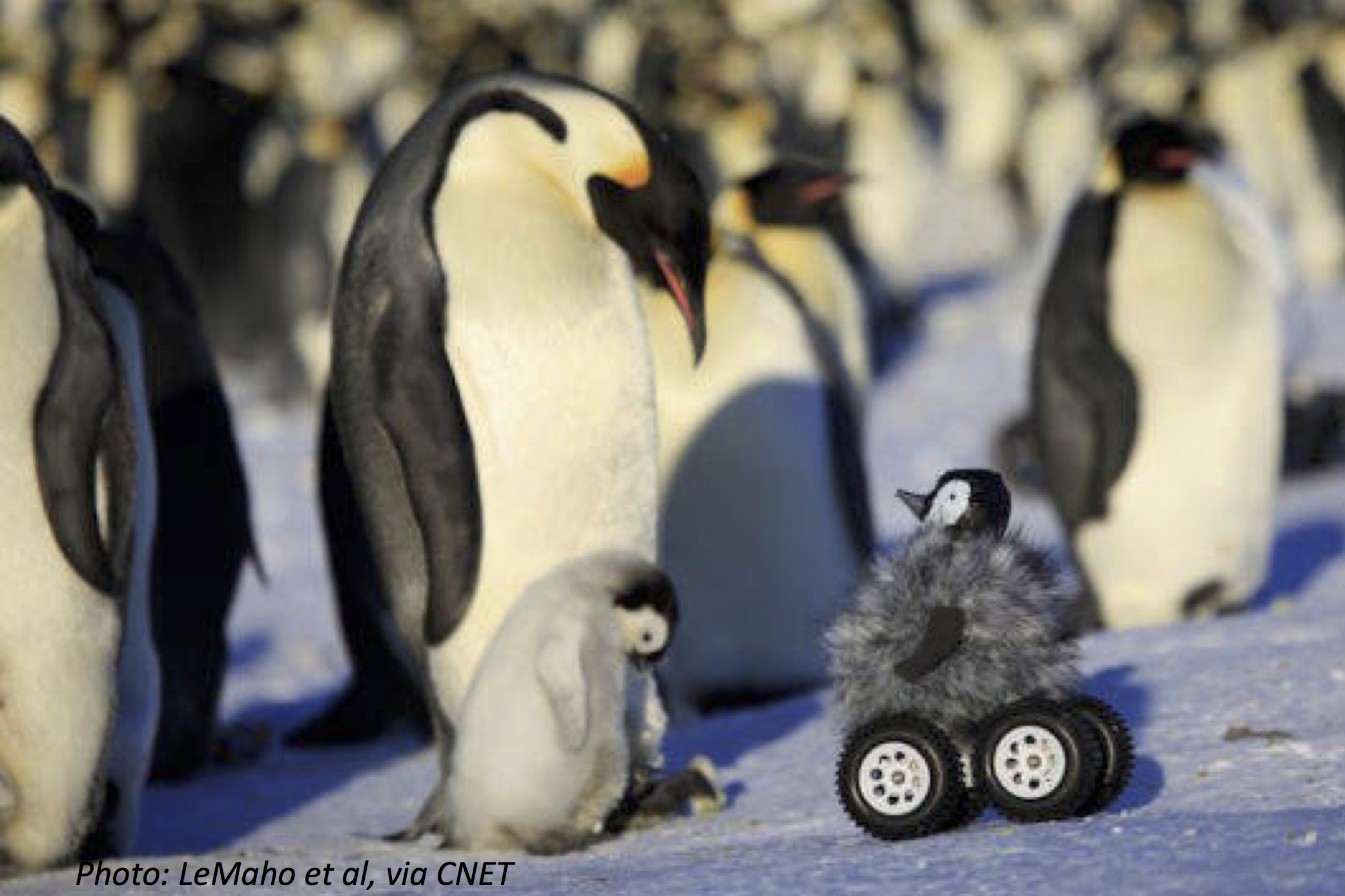 Fluffy Robot Penguin