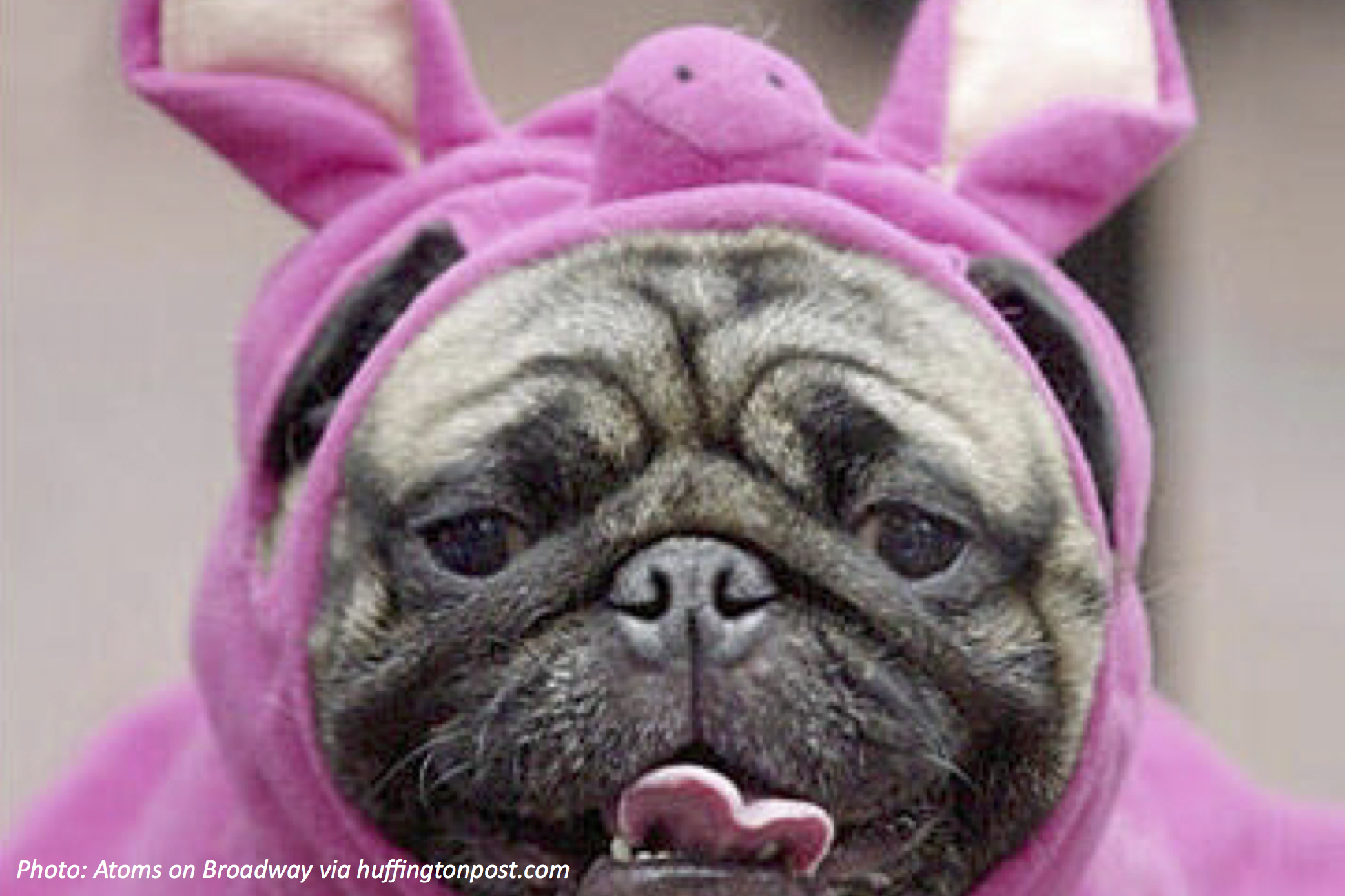 National “Dress up Your Pet” Day