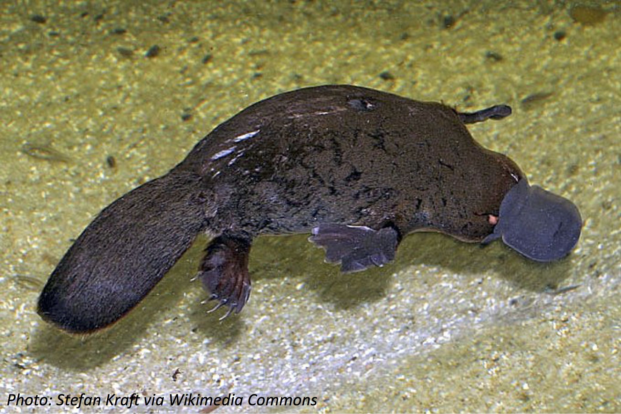 platypus-and-echidnas-parks-wildlife-service-tasmania