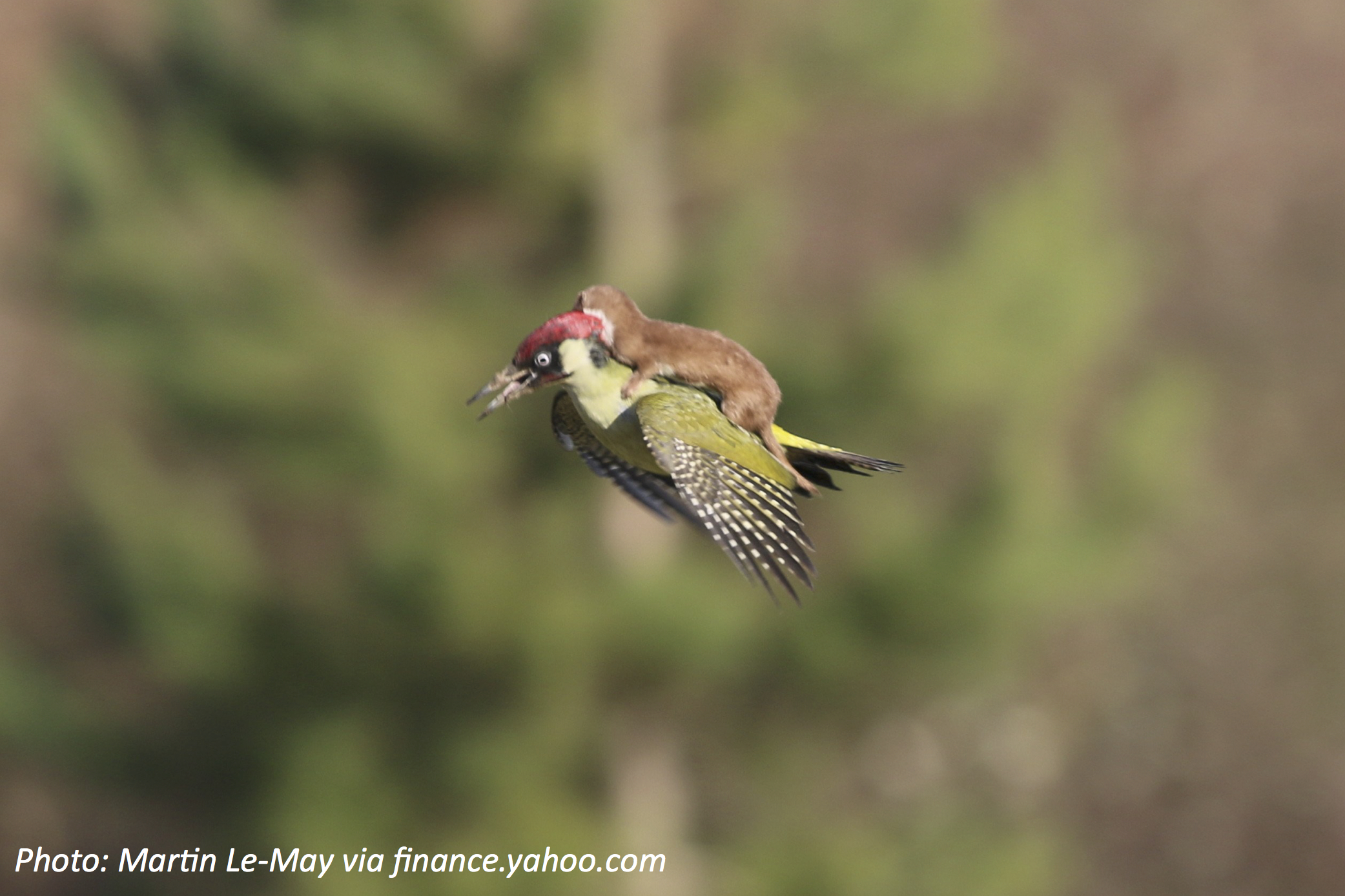 How to Ride a Woodpecker