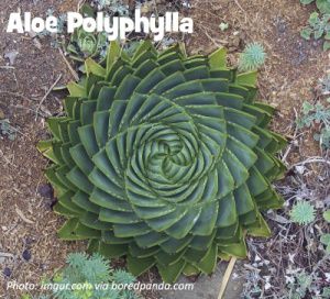Aloe polyphylla plant