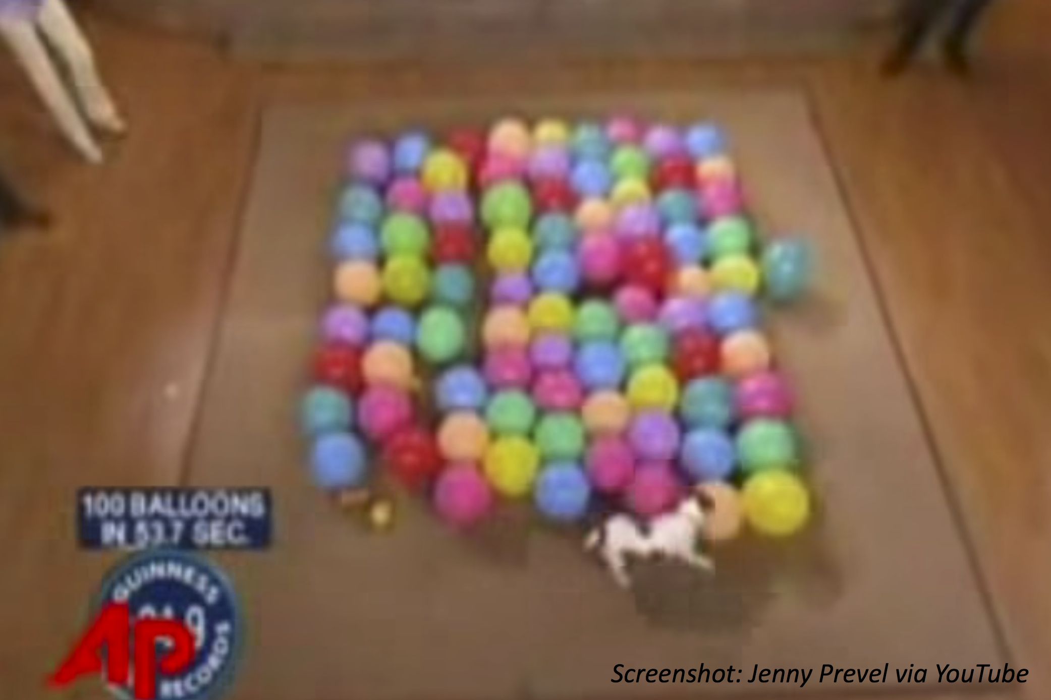 Dogs: Don’t Try This at Home