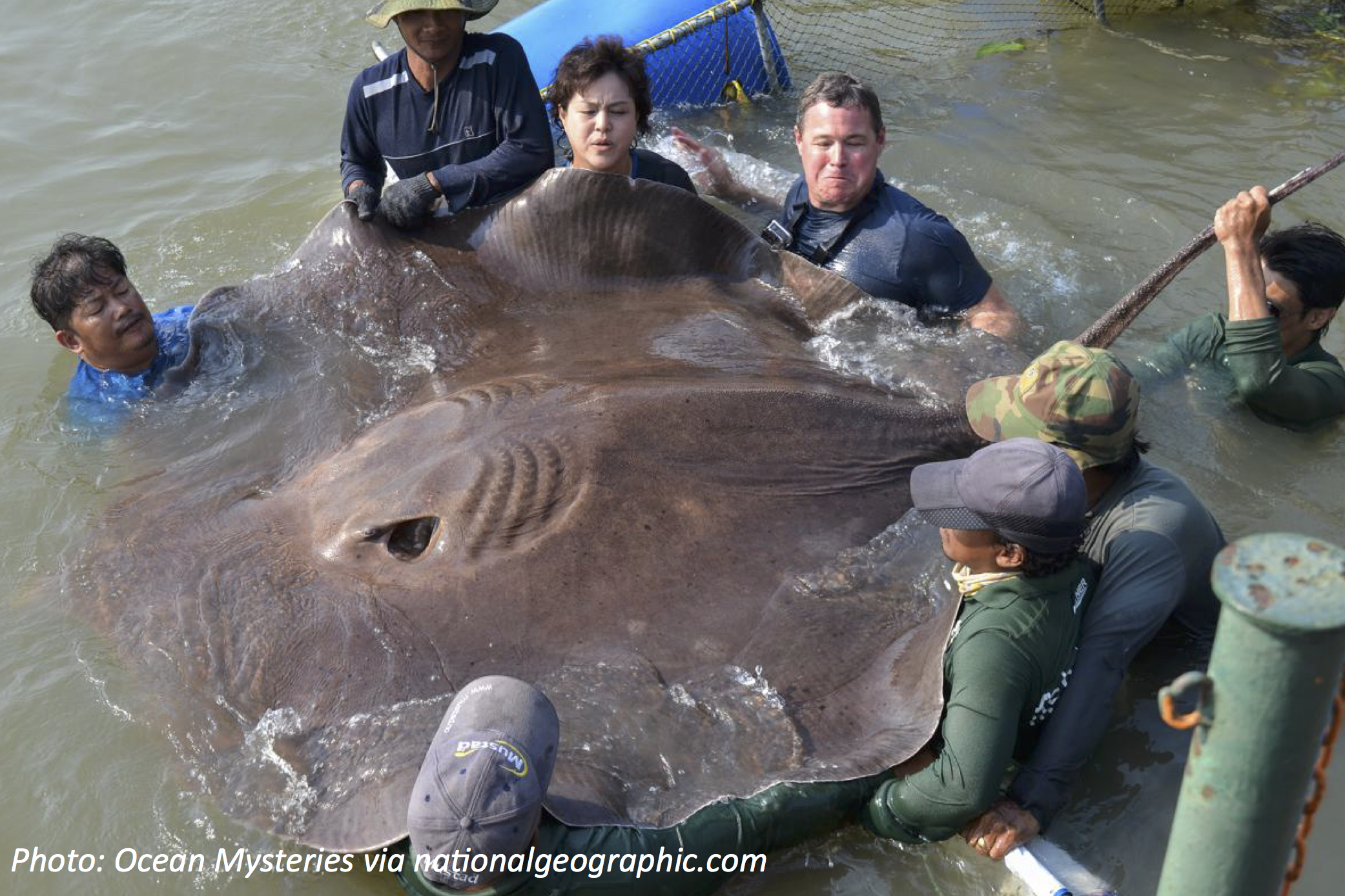 Return of the Super-Sized Stingray