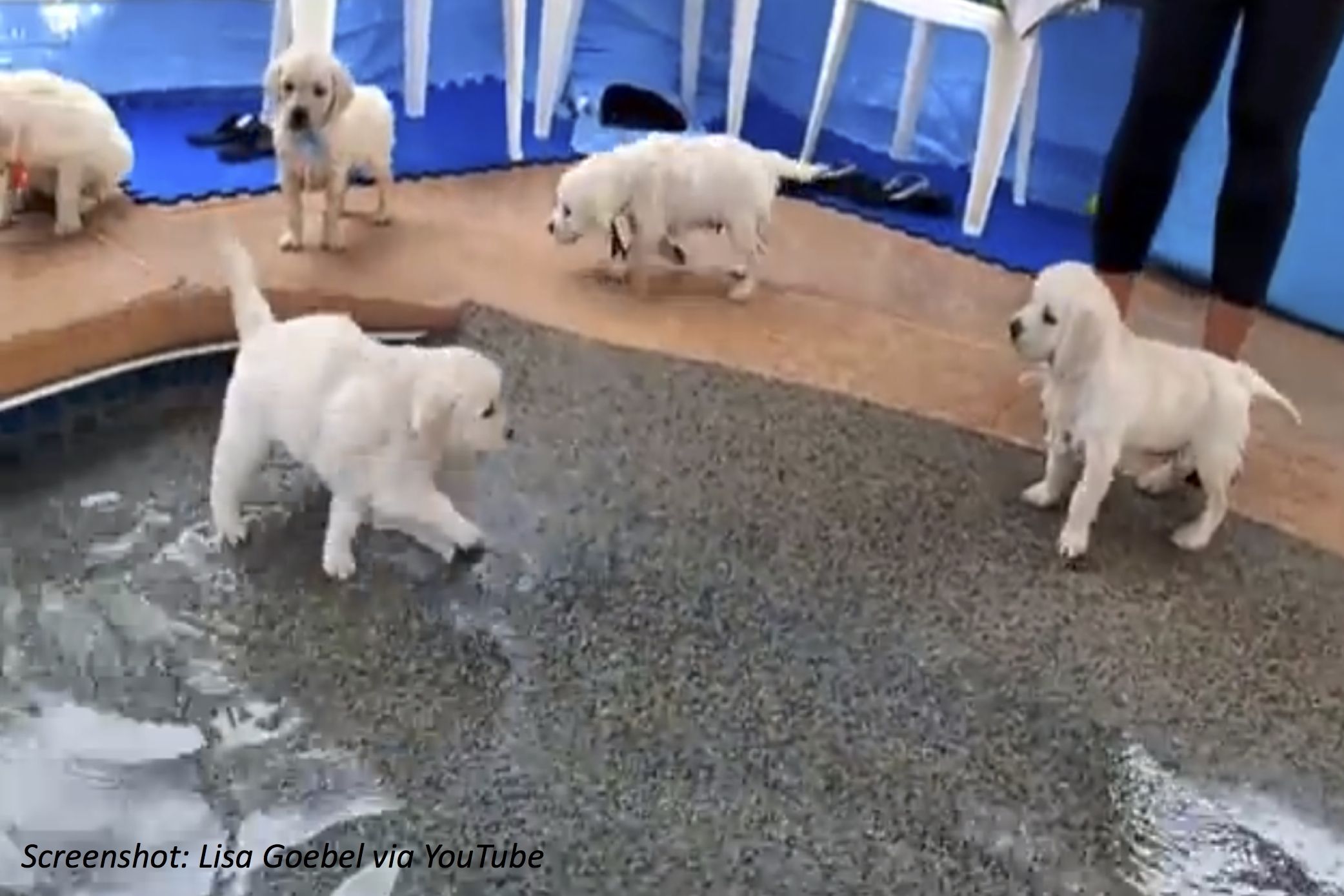 can golden retriever puppies swimming