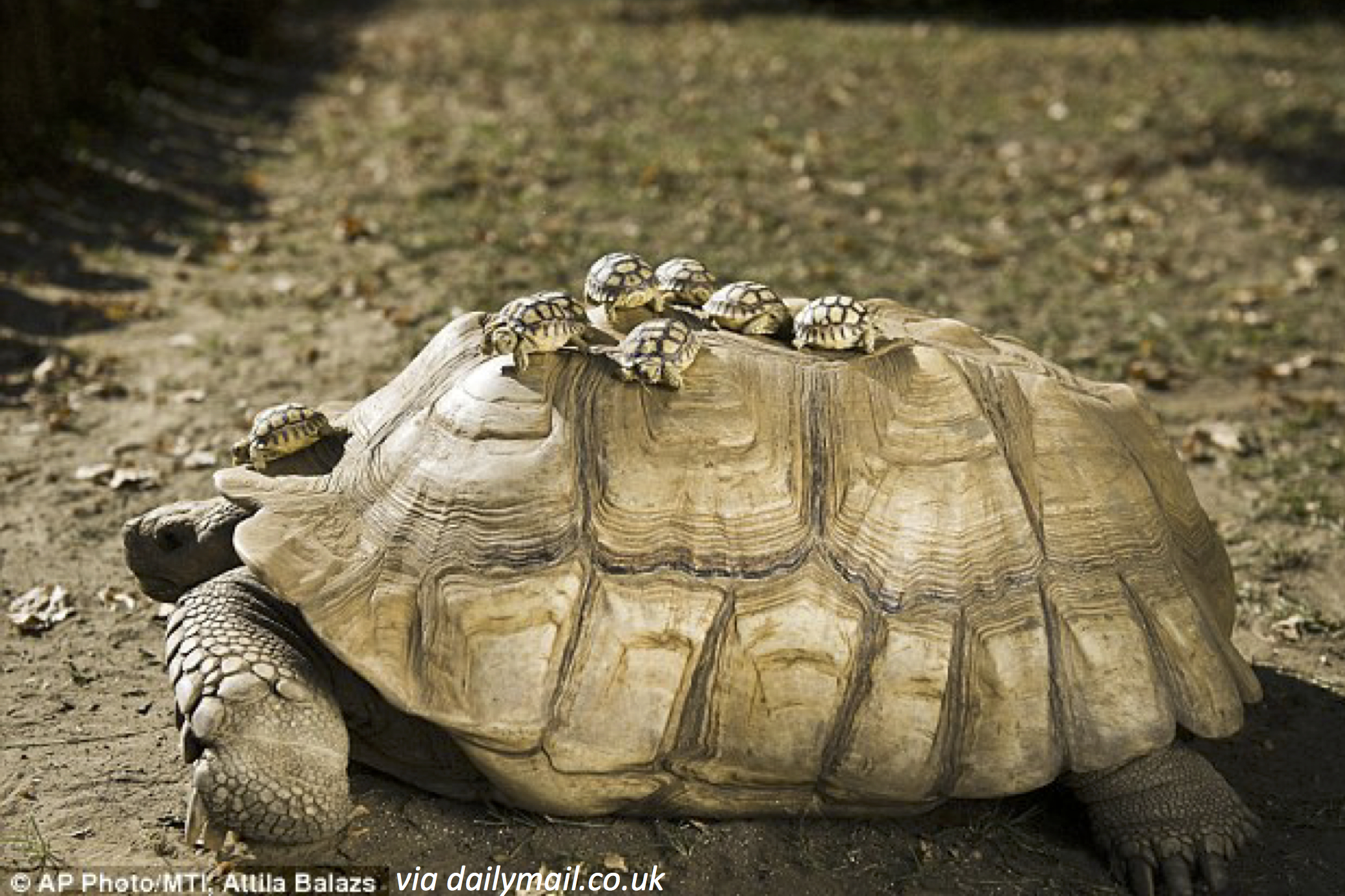 A Ride with Mama Turtle