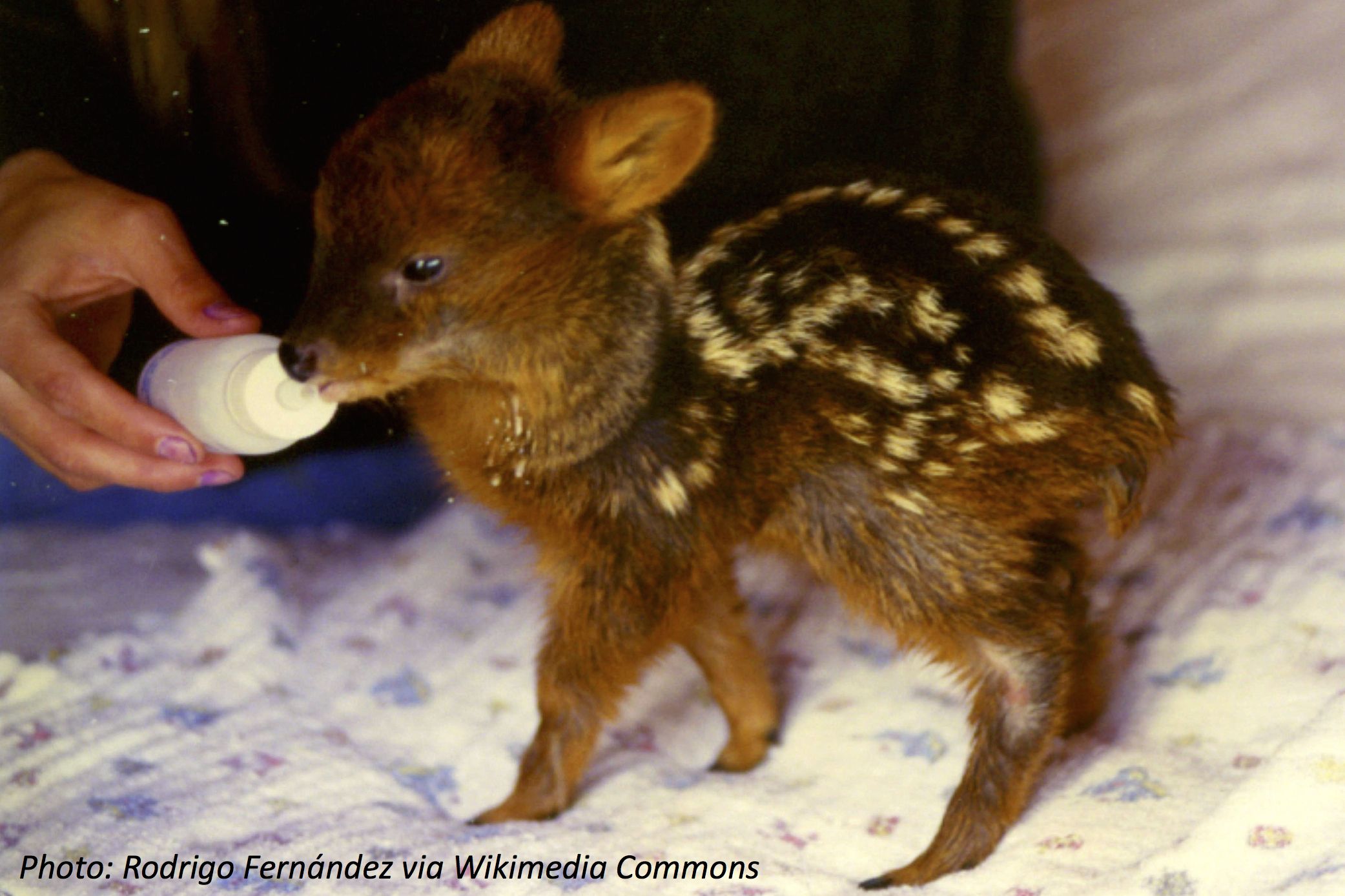 baby pudu deer