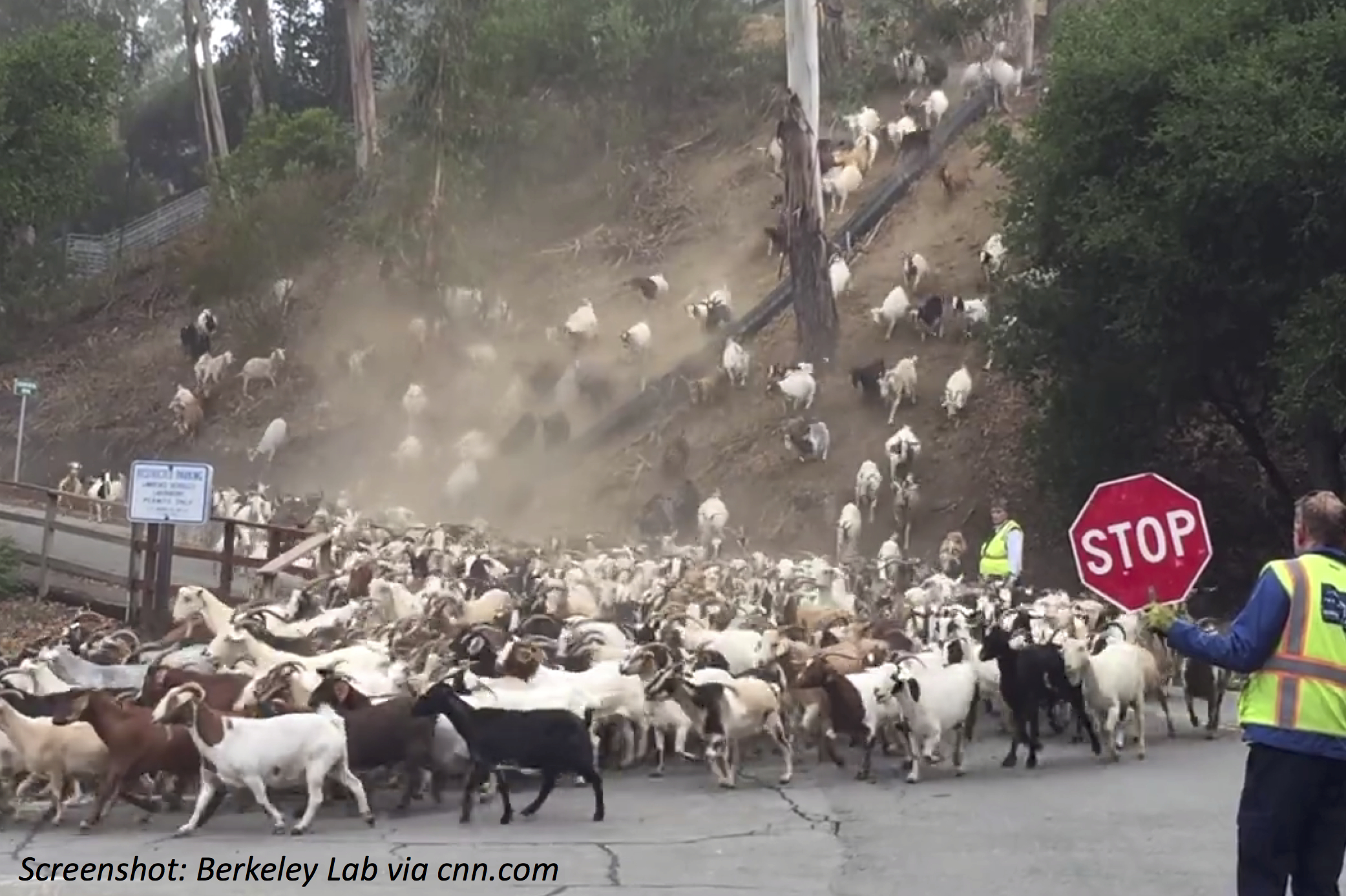 Goats on the Loose