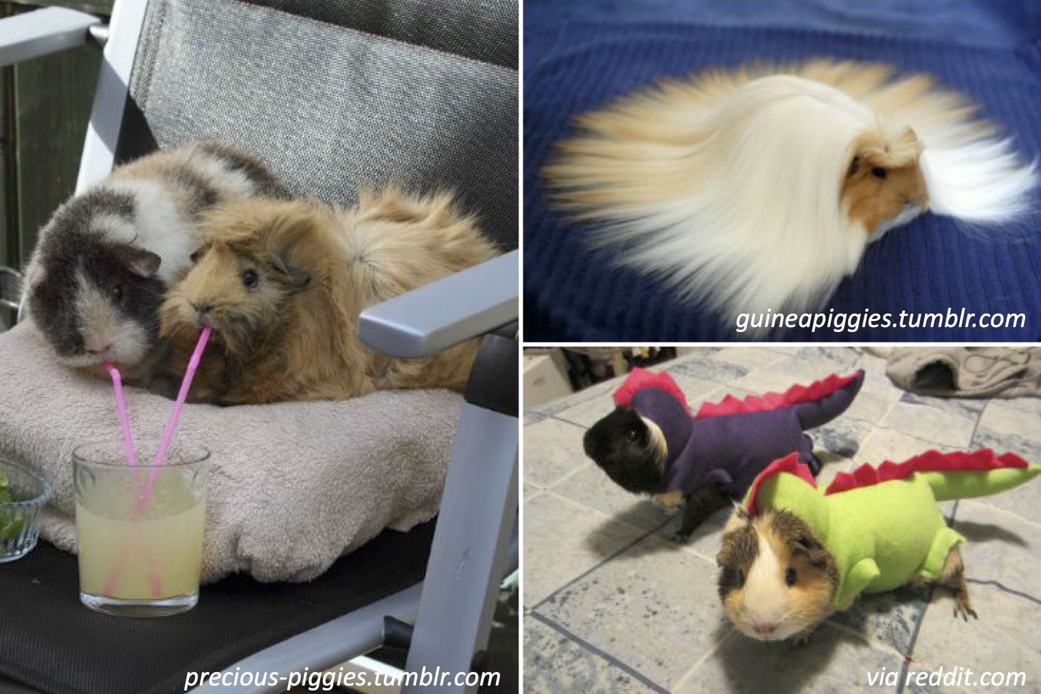 The 24 Most Important Guinea Pigs