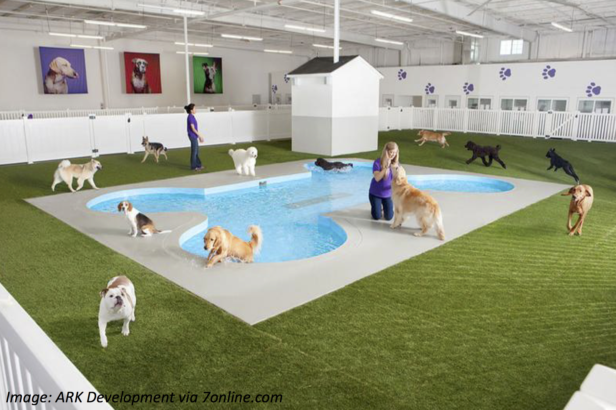Animal Airport