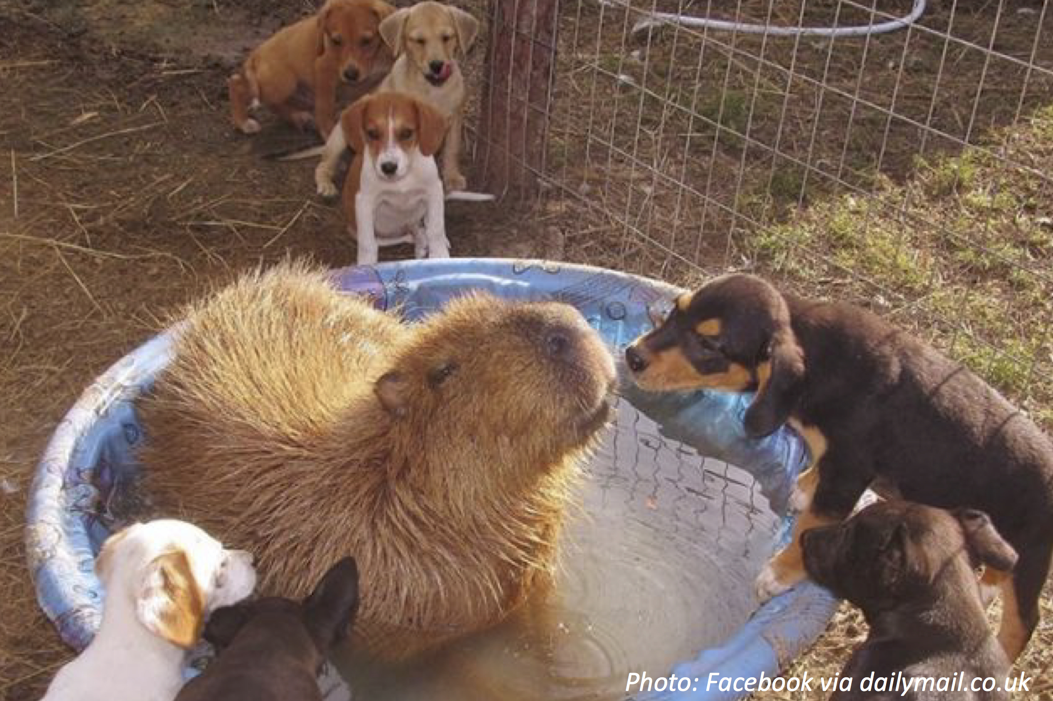A Better Friend Than a Porcupine