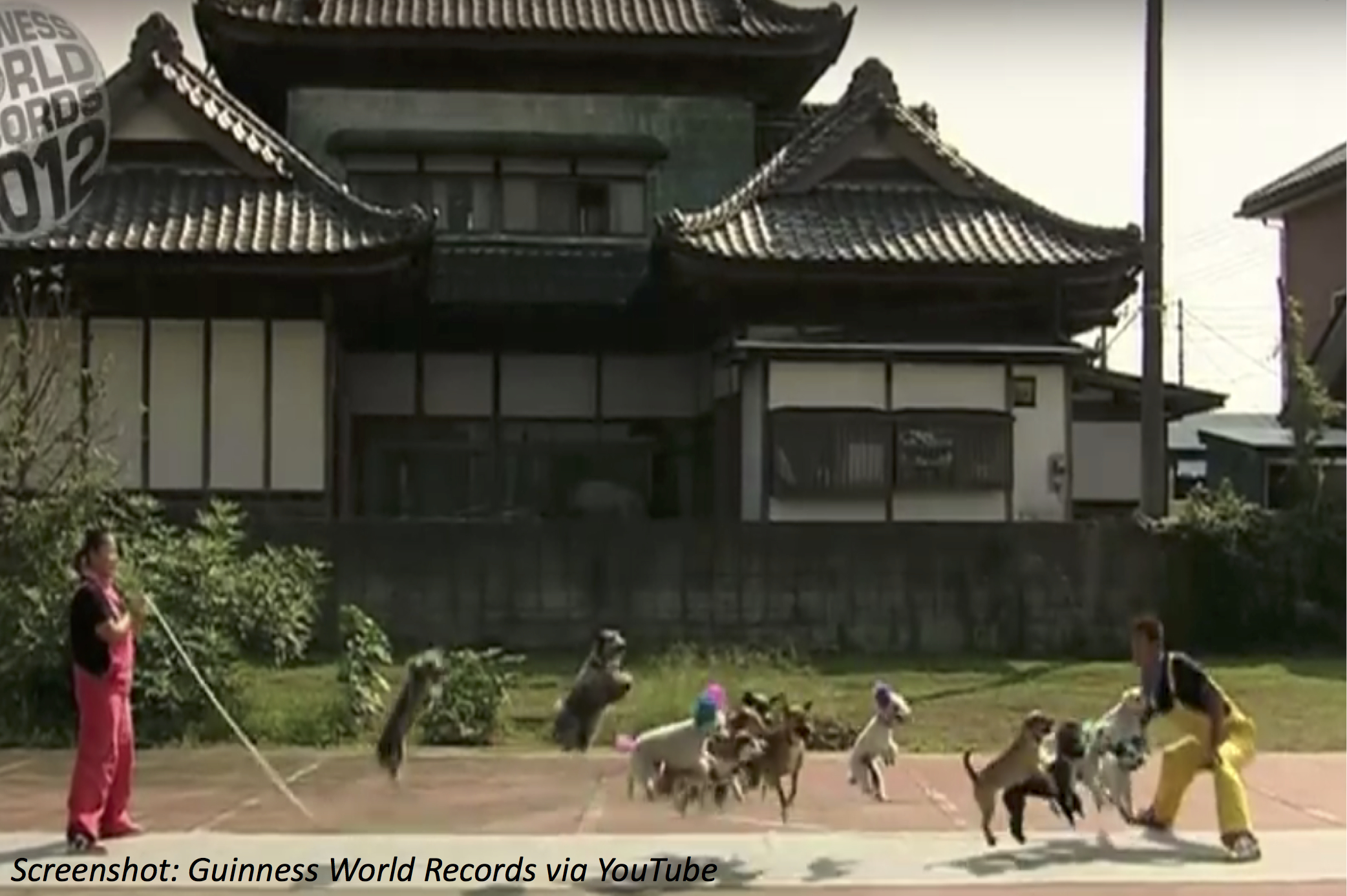 When Dogs Jump Rope