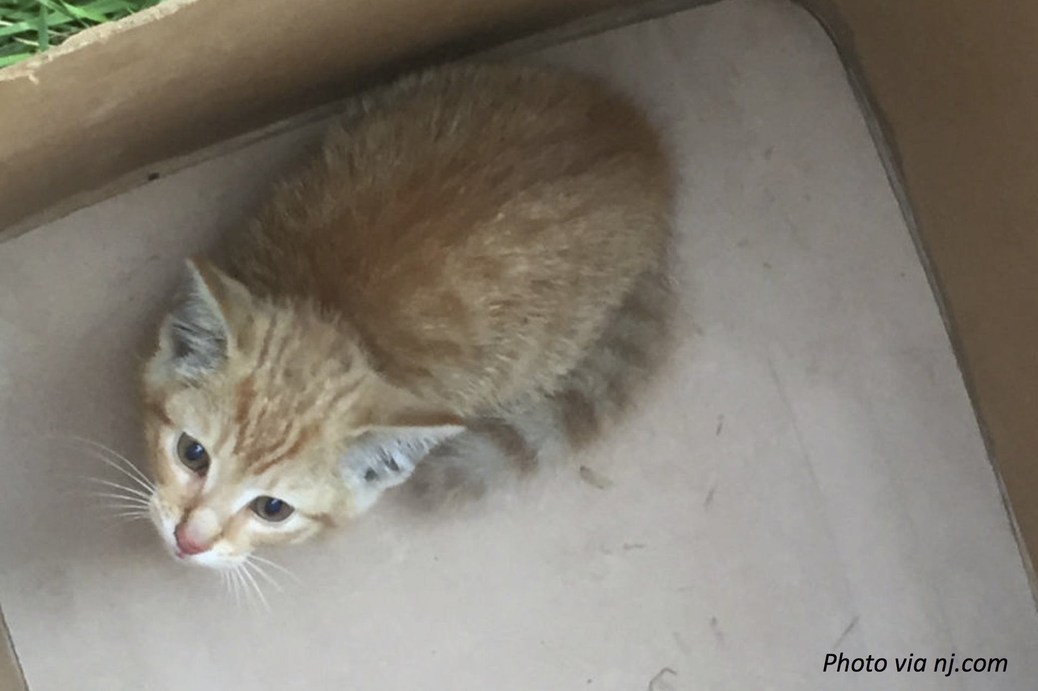 Hitchhiker Kitten