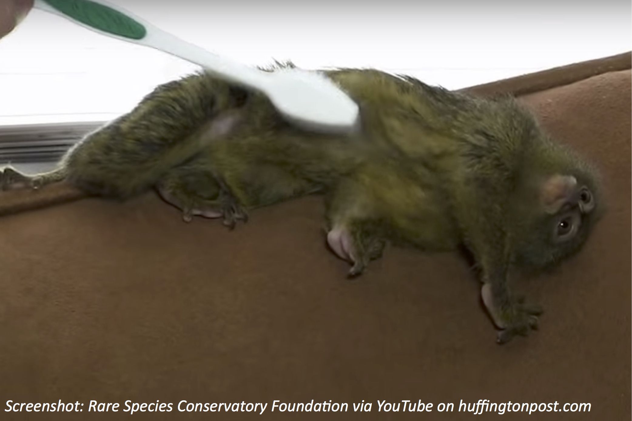 How Monkeys Use a Toothbrush