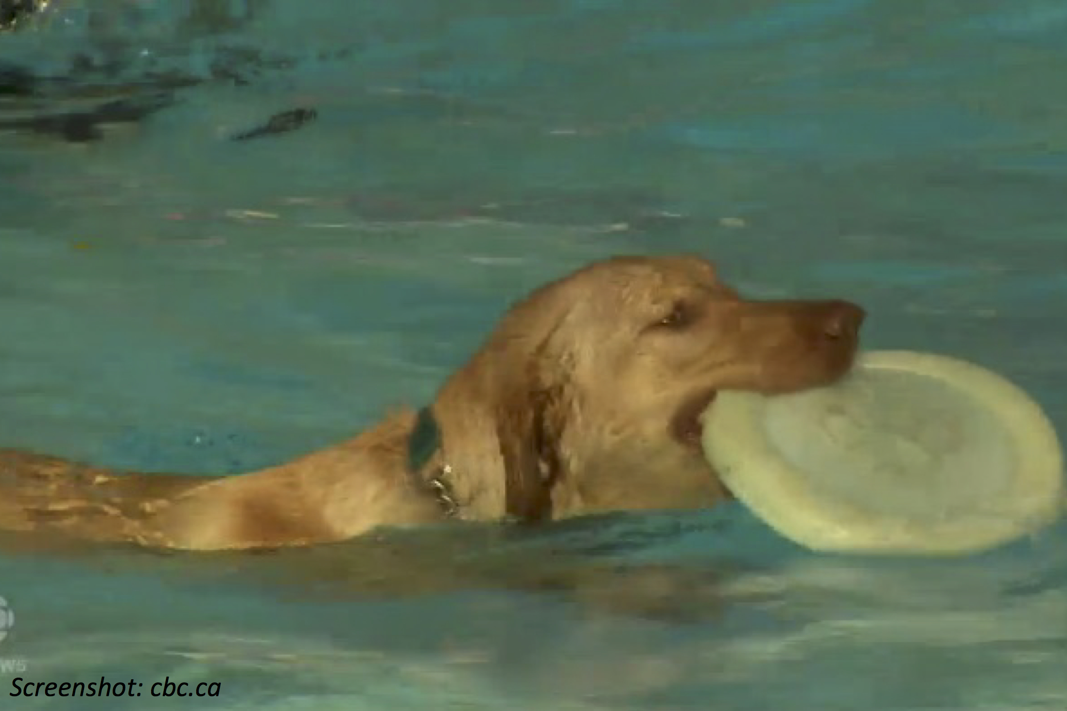 Pooches in the Pool