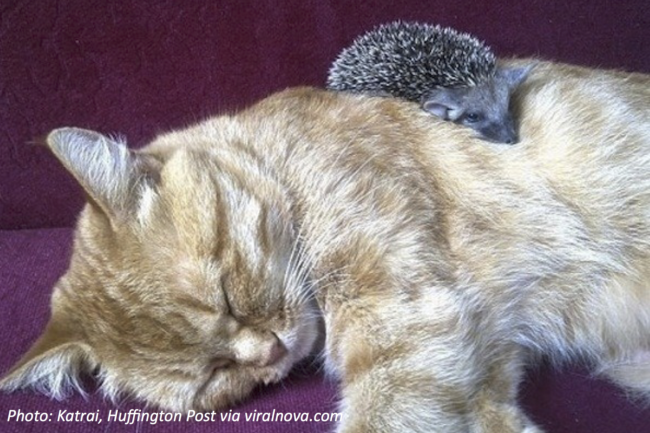 A Very Prickly Family
