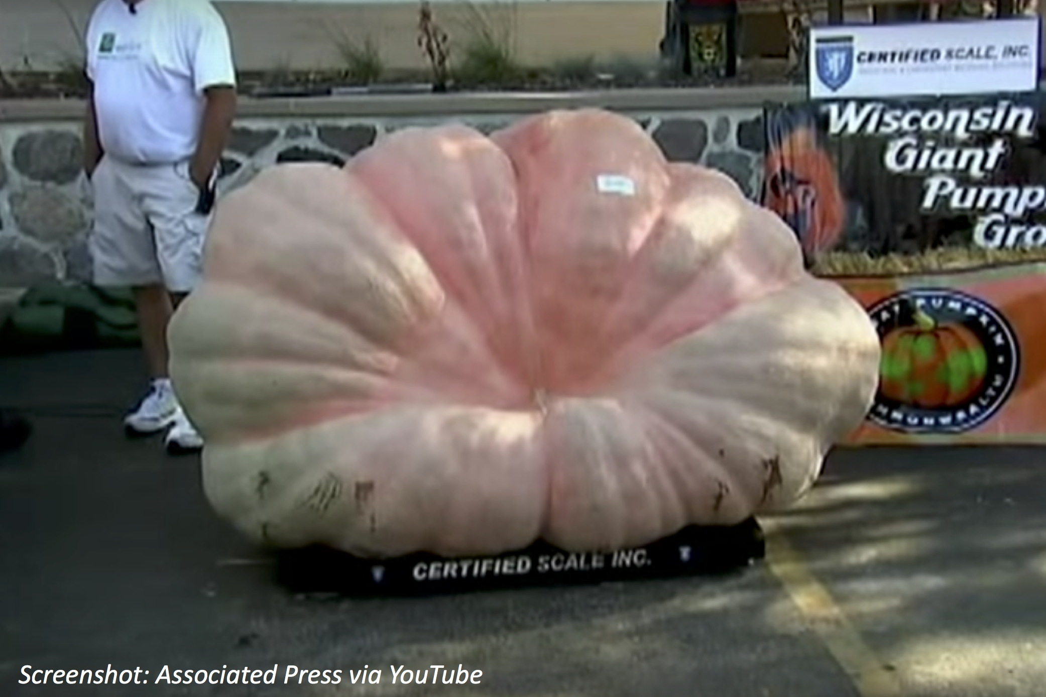 A Pumpkin That Packs a Punch