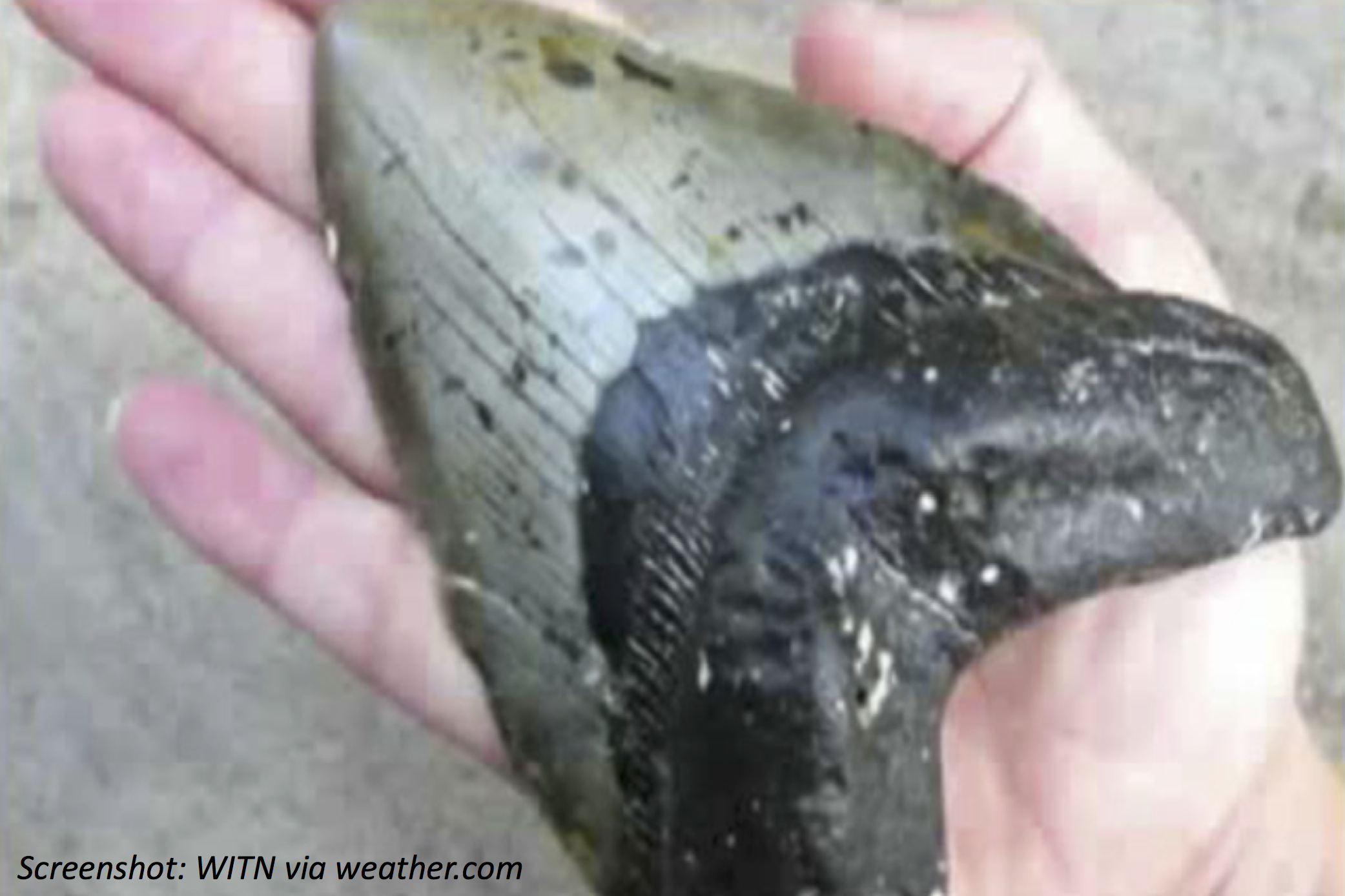 Mega Massive Tooth