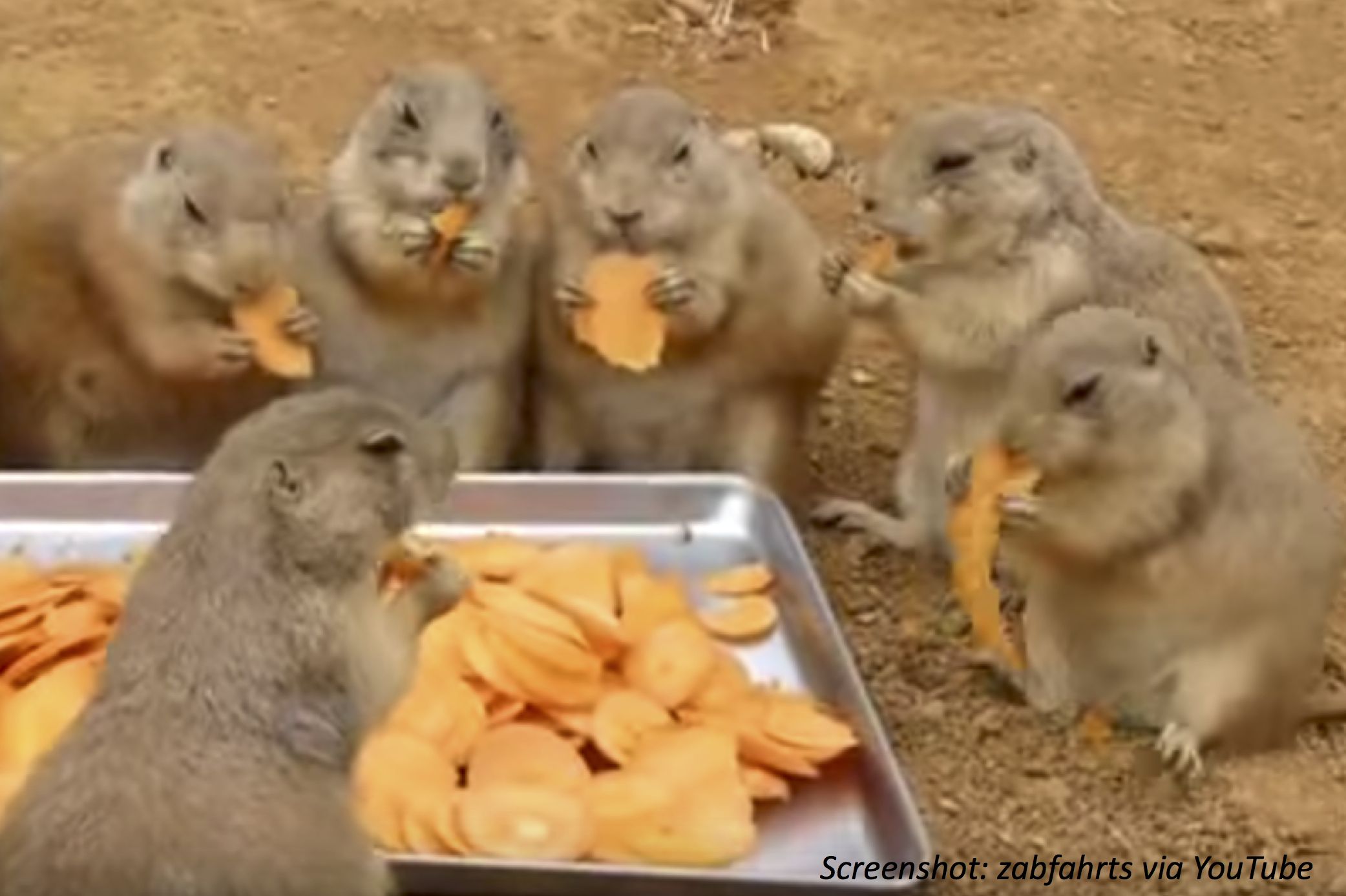 what animal eats prairie dogs