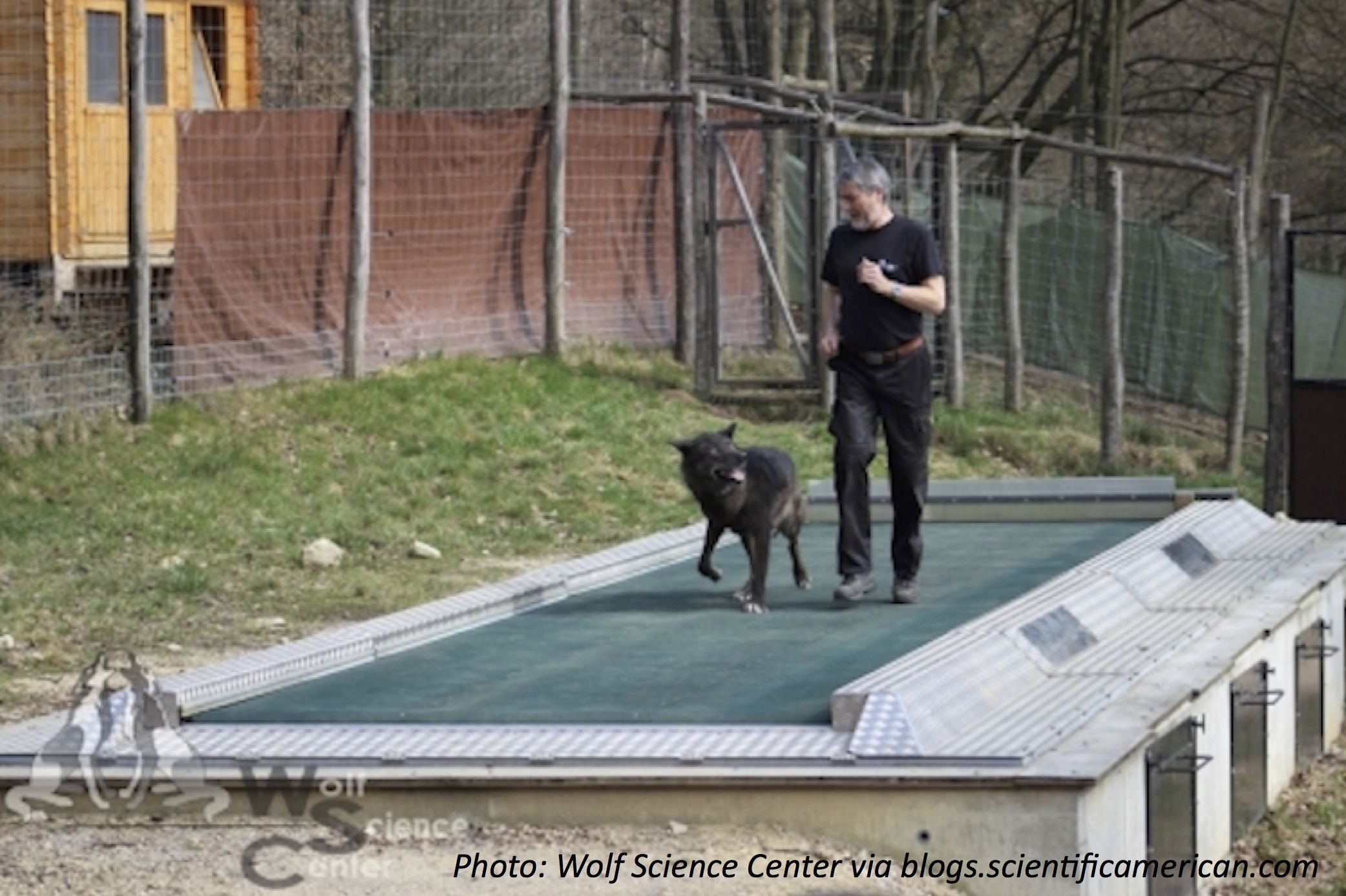Working Out with Wolves