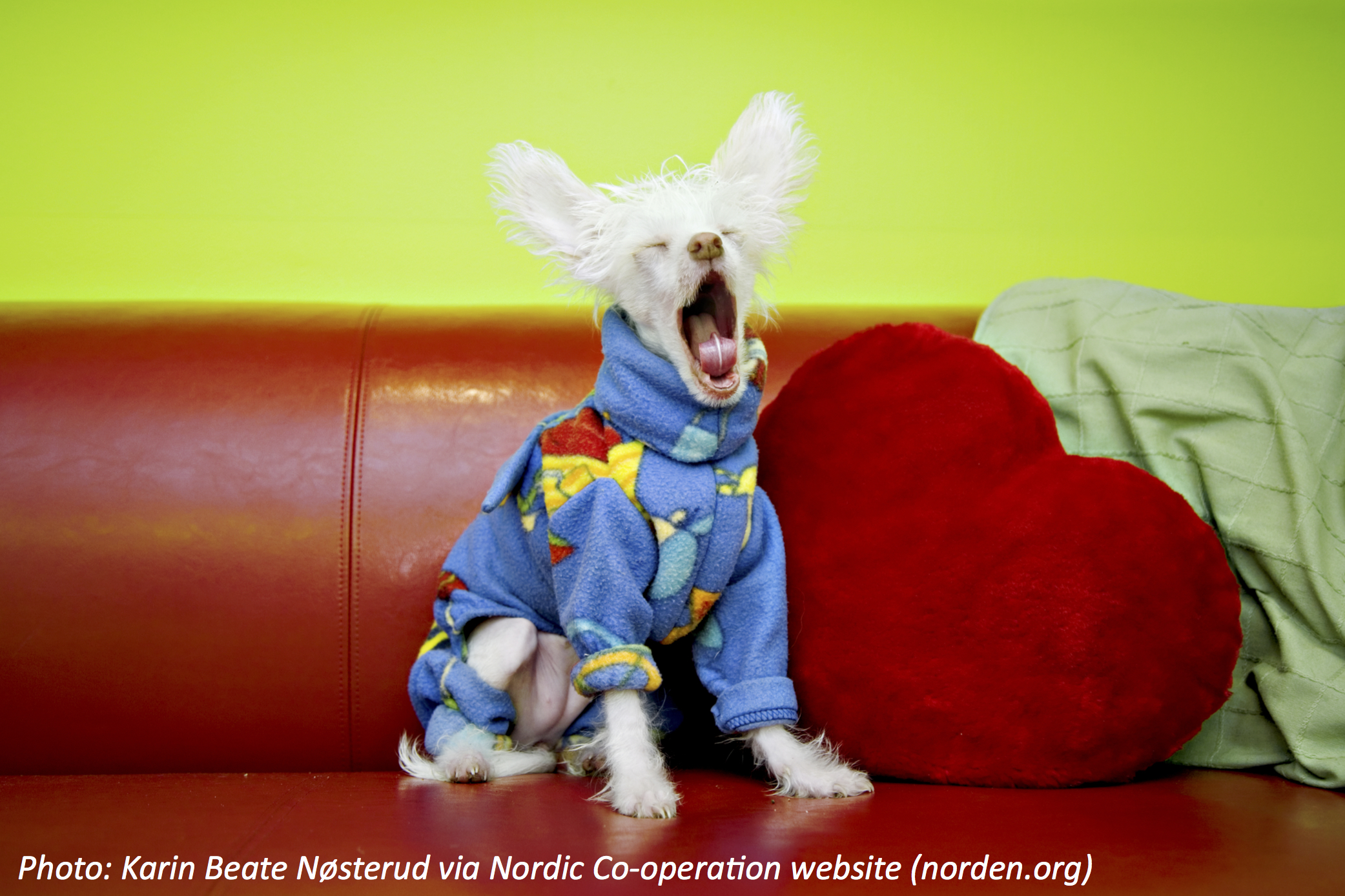 The Next Time You Yawn…