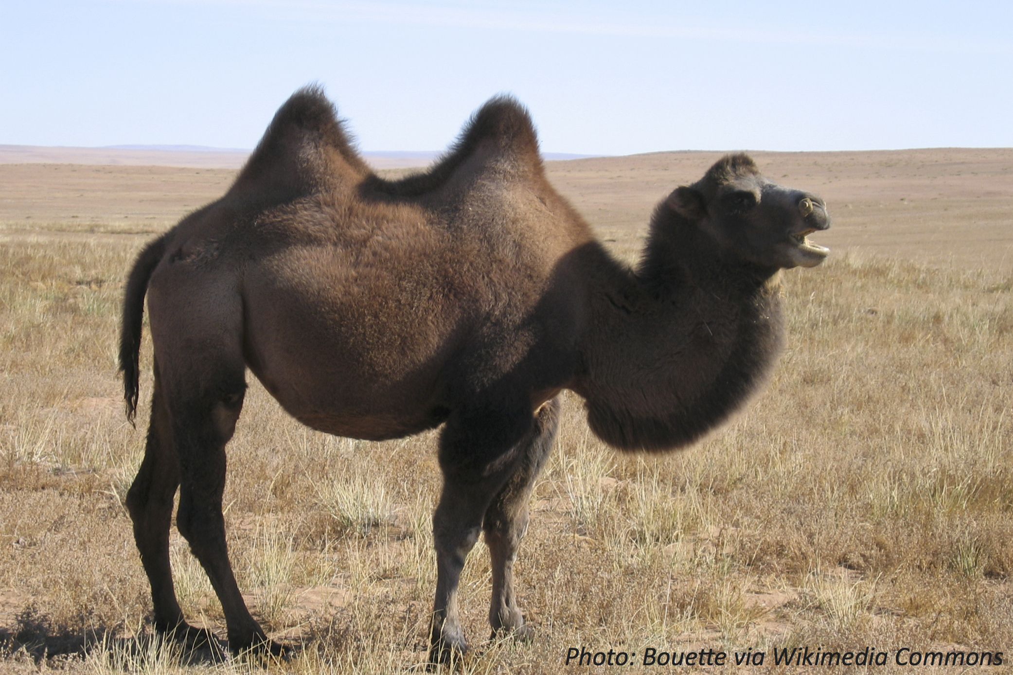Who Has How Many Humps?