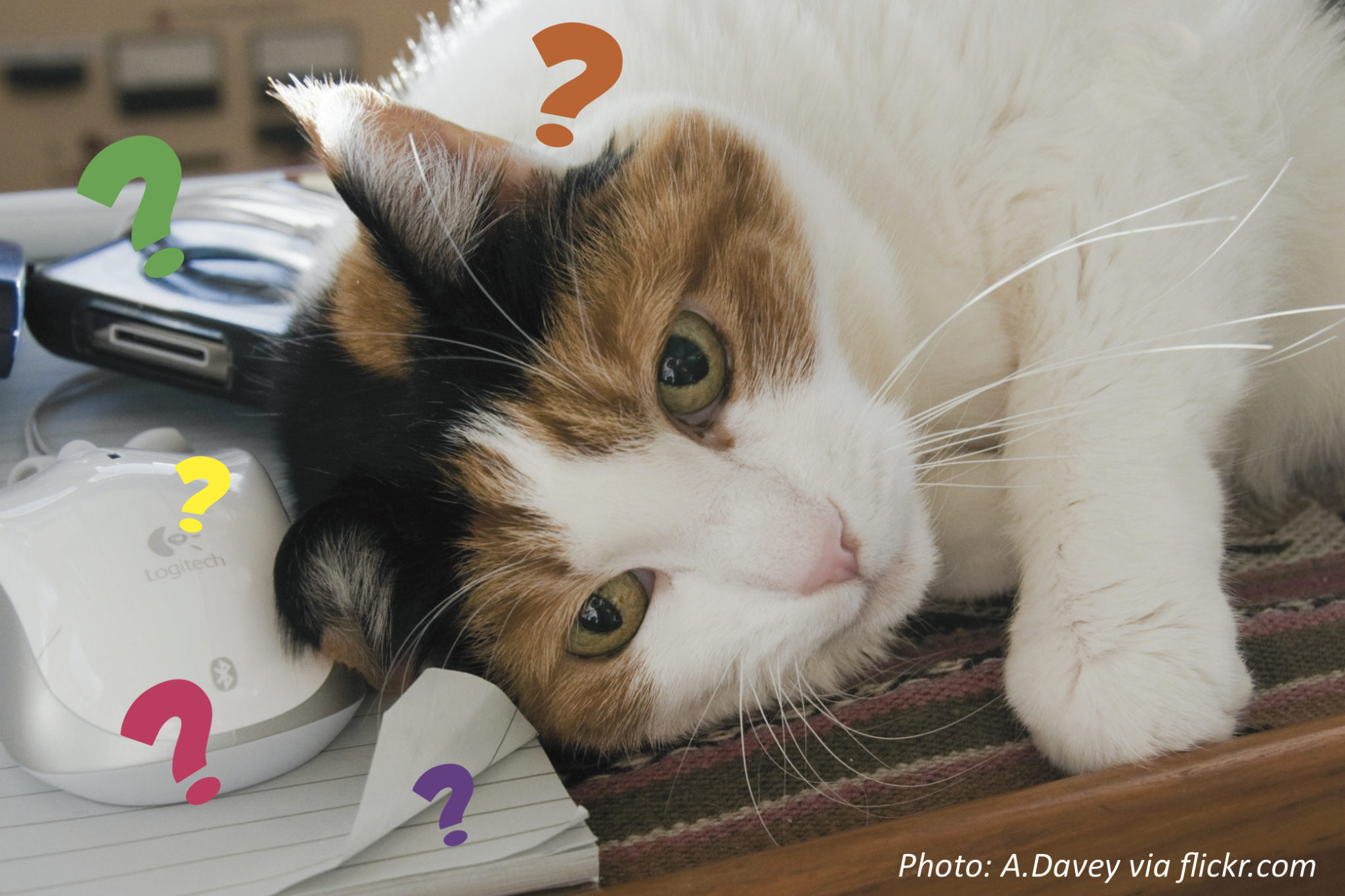 “answer Your Cat’s Questions” Day – Bedtime Math