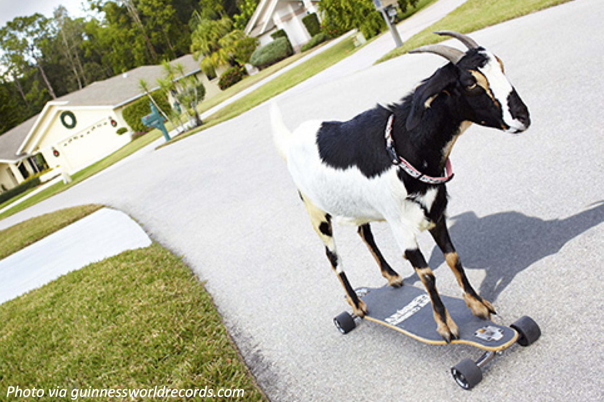 Goat on Wheels