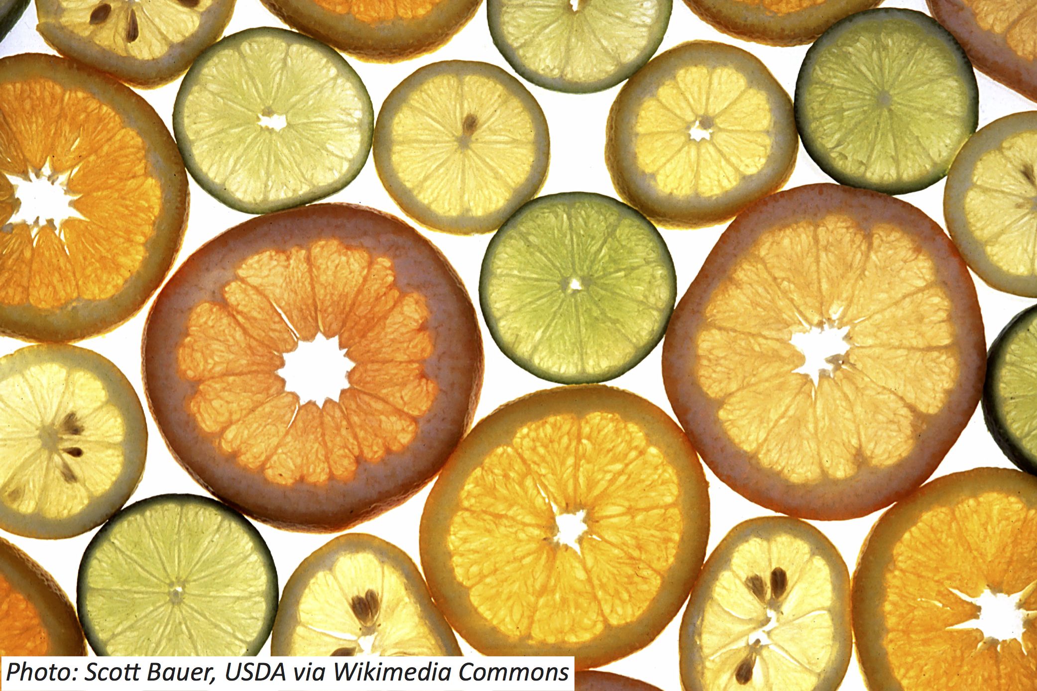 A Secret about Citrus Circles