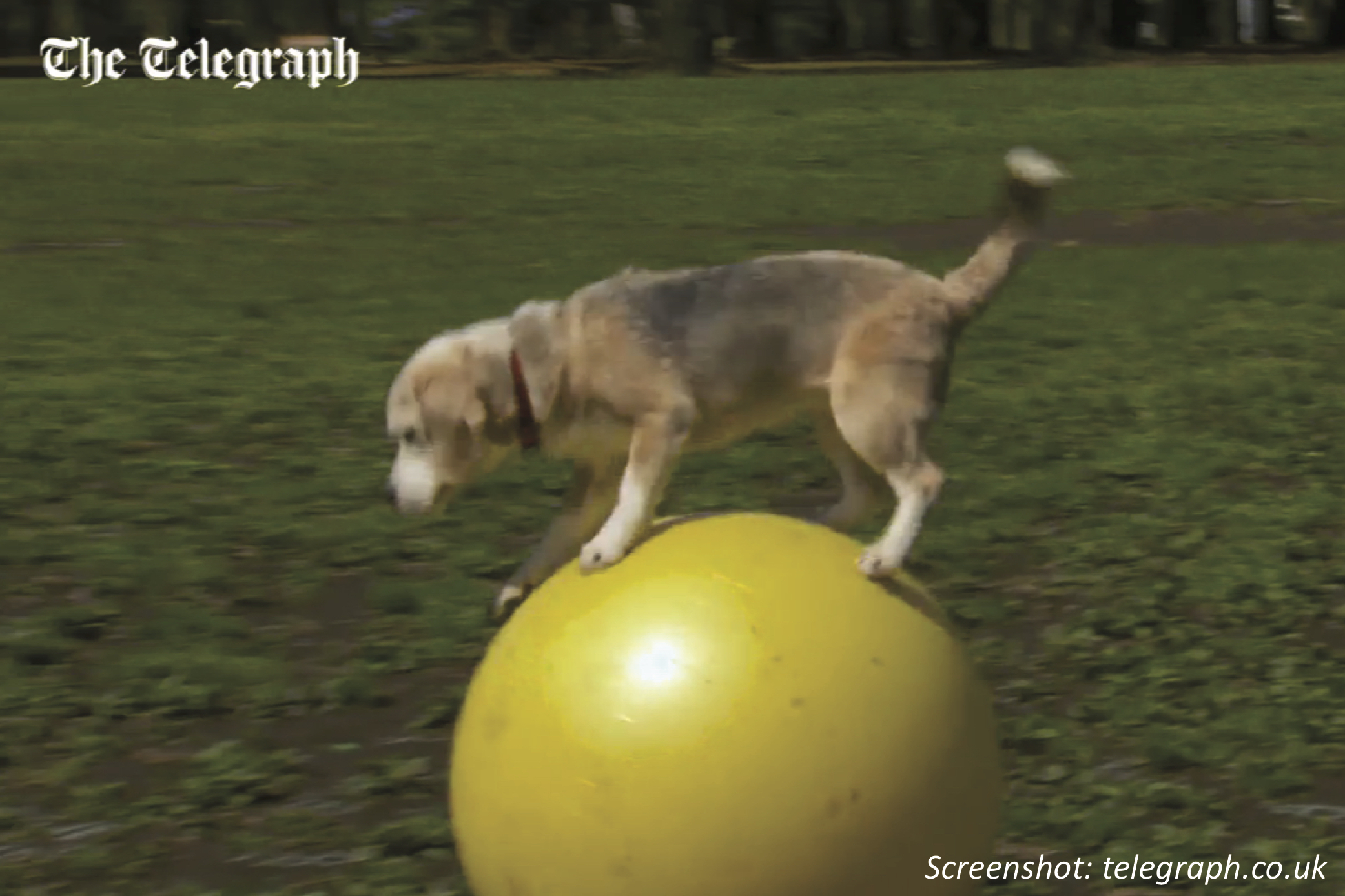 A Record-Breaking Beagle