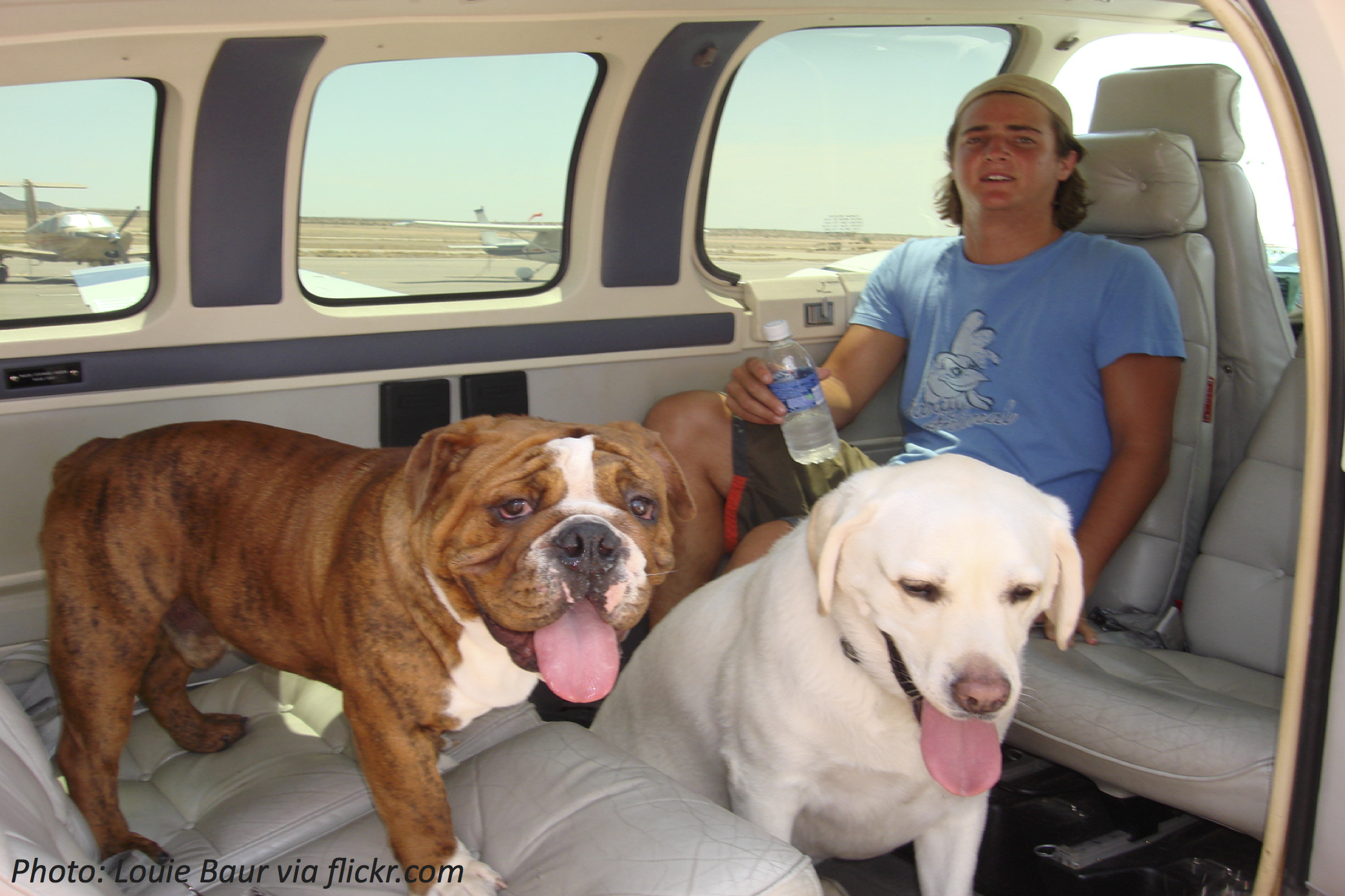 Pets in Flight