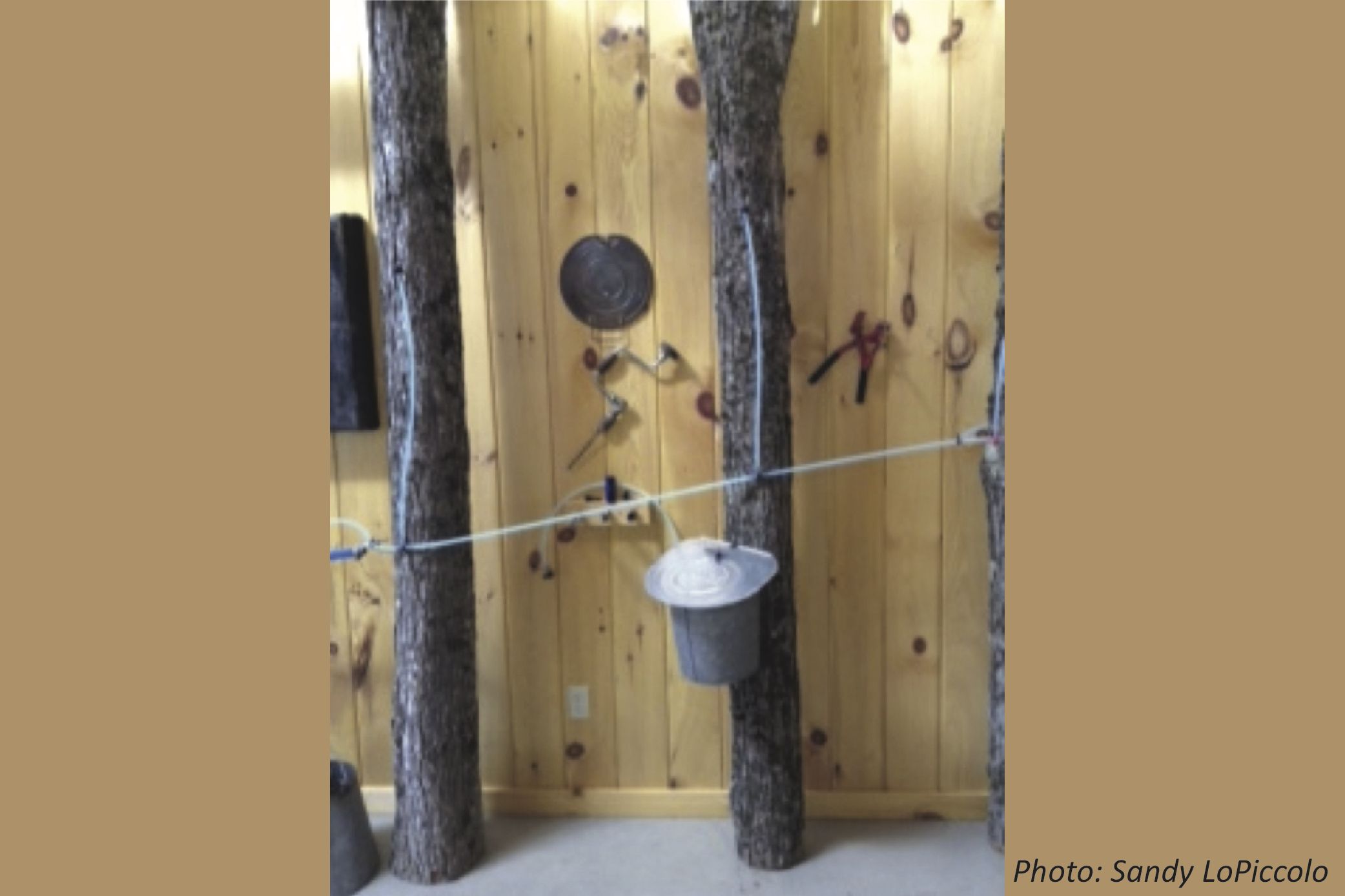 The Trees You Eat for Breakfast