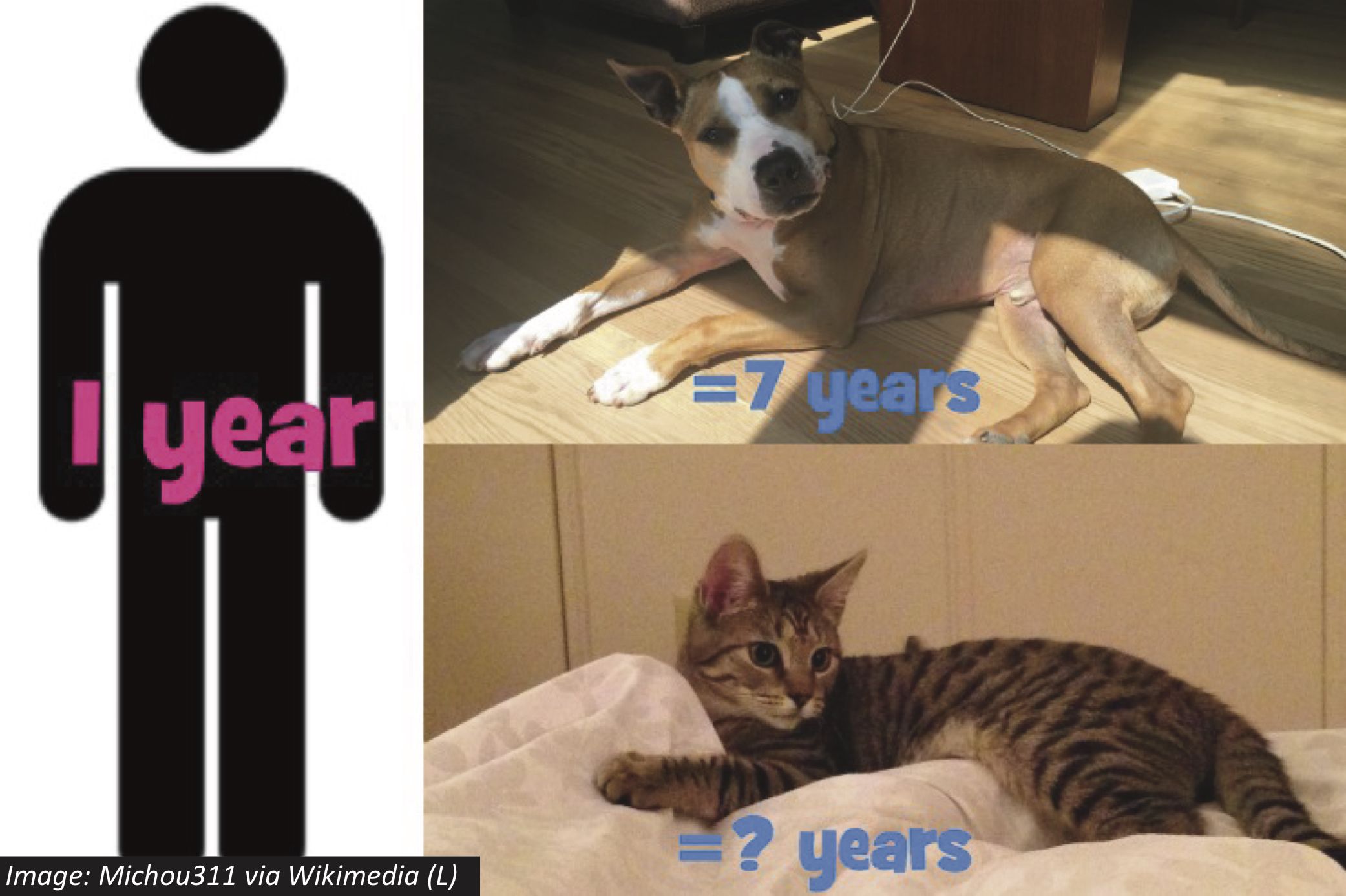 are cat years like dog years