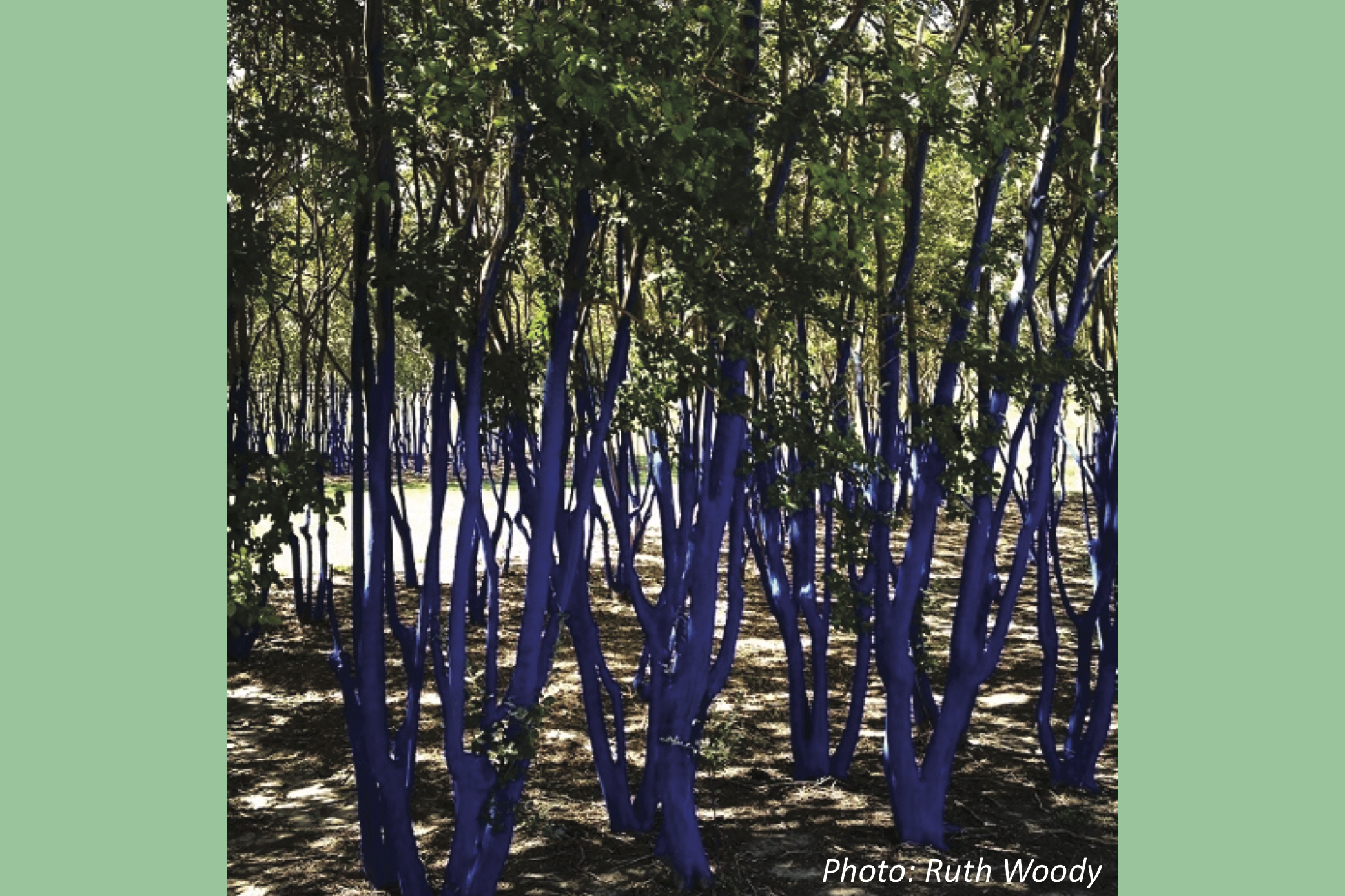 Blue Sky, Blue Sea…Blue Trees?