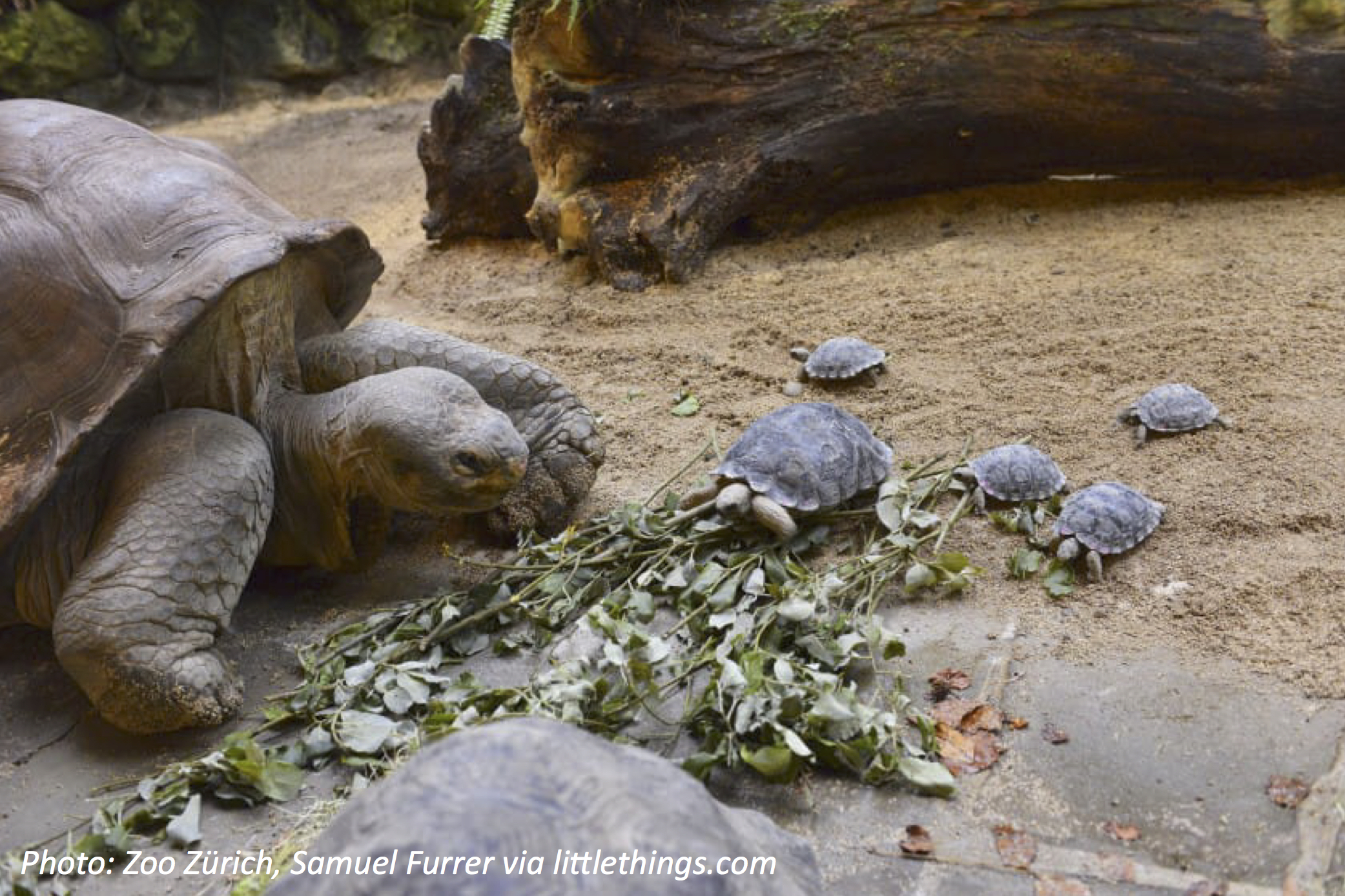 Giant Family for a Giant Tortoise