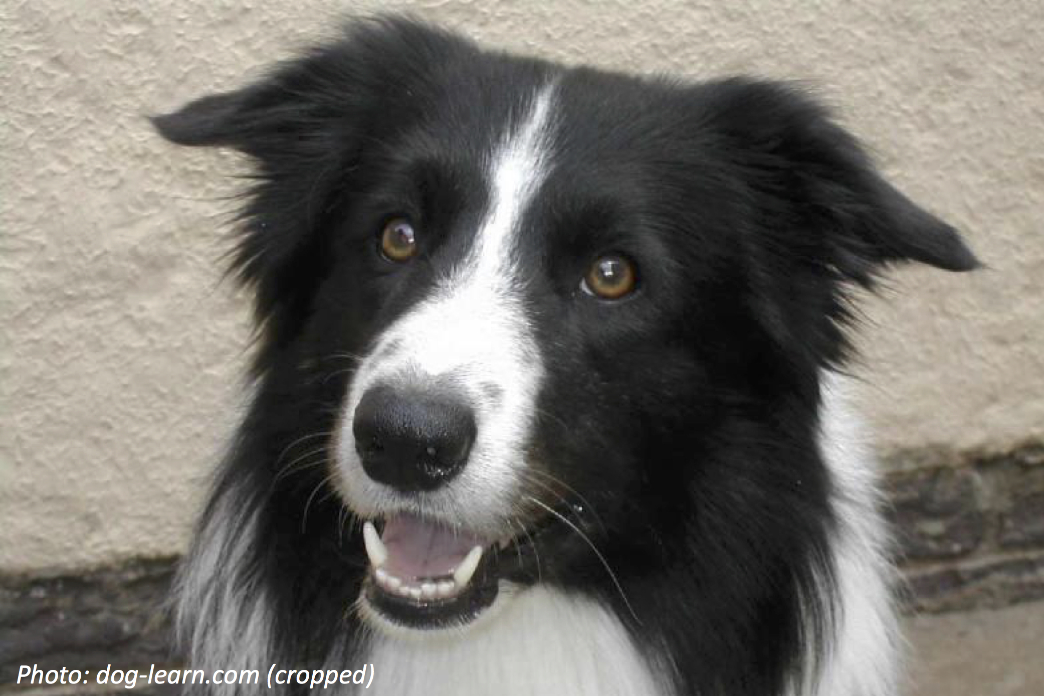 The Dog That Chases More Than Its Tail