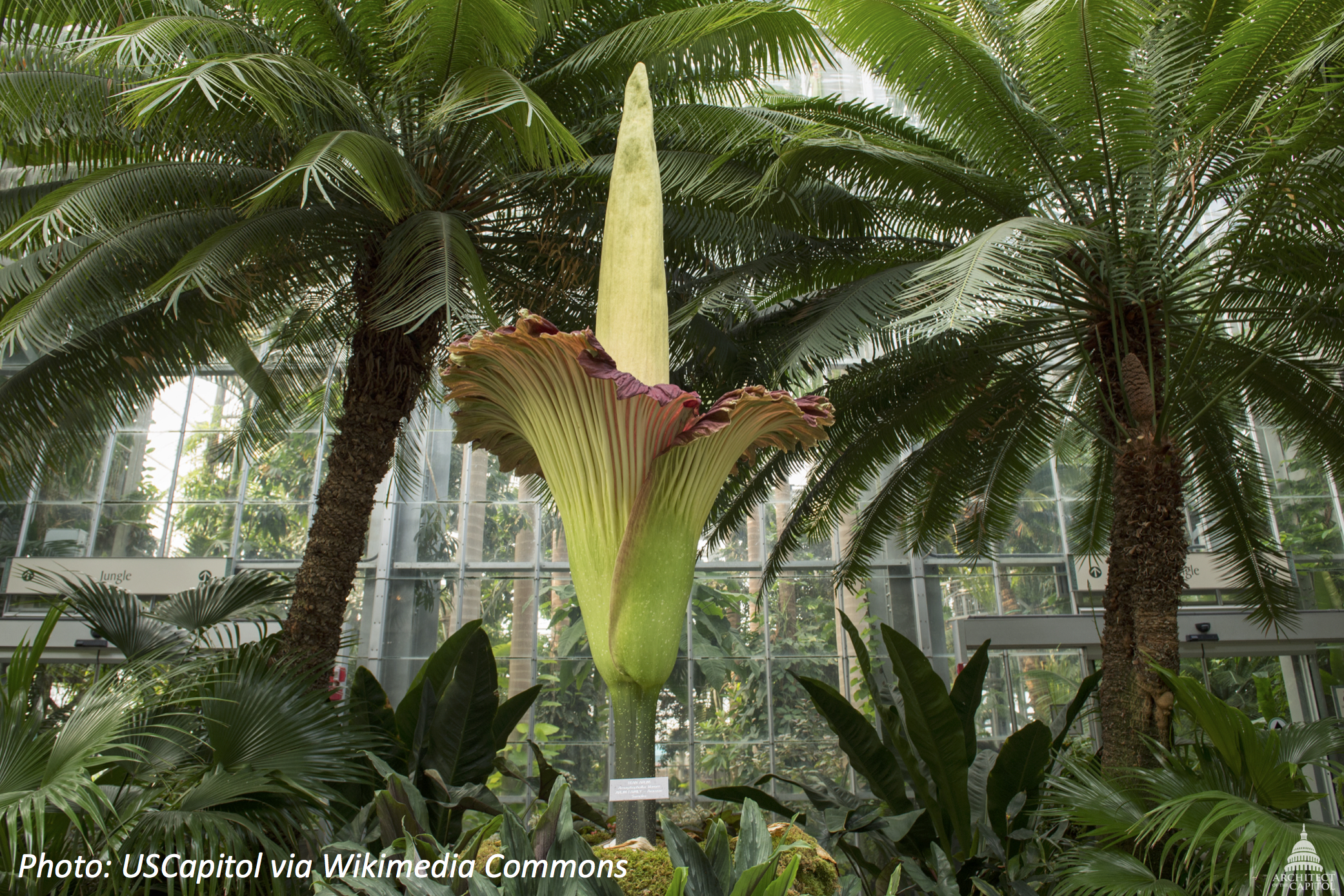 The Biggest, Stinkiest Flower
