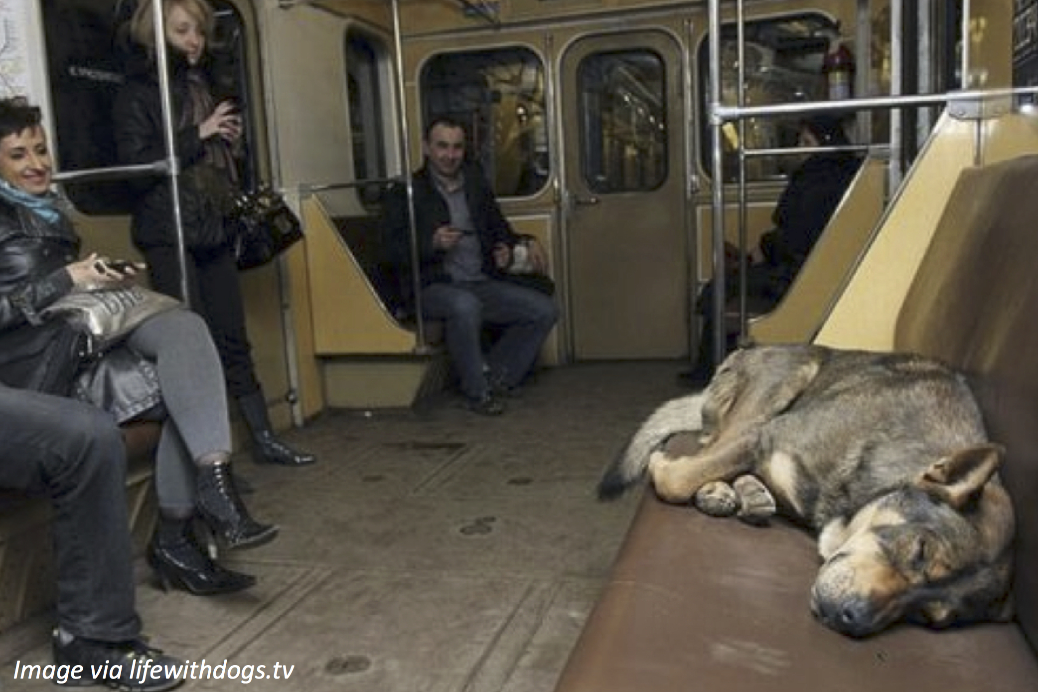“Training” Dogs