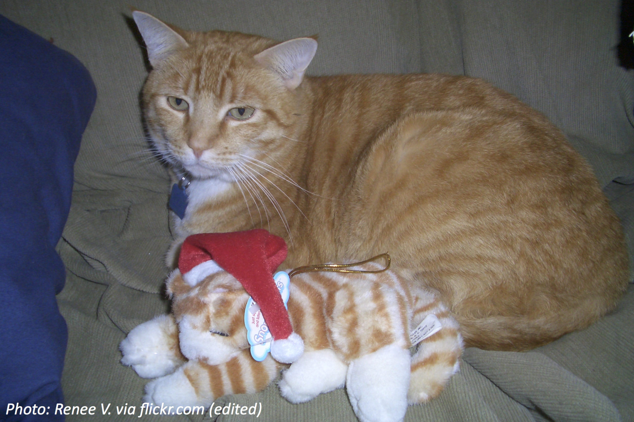 Stuffed Animals for Real Bedtime Math