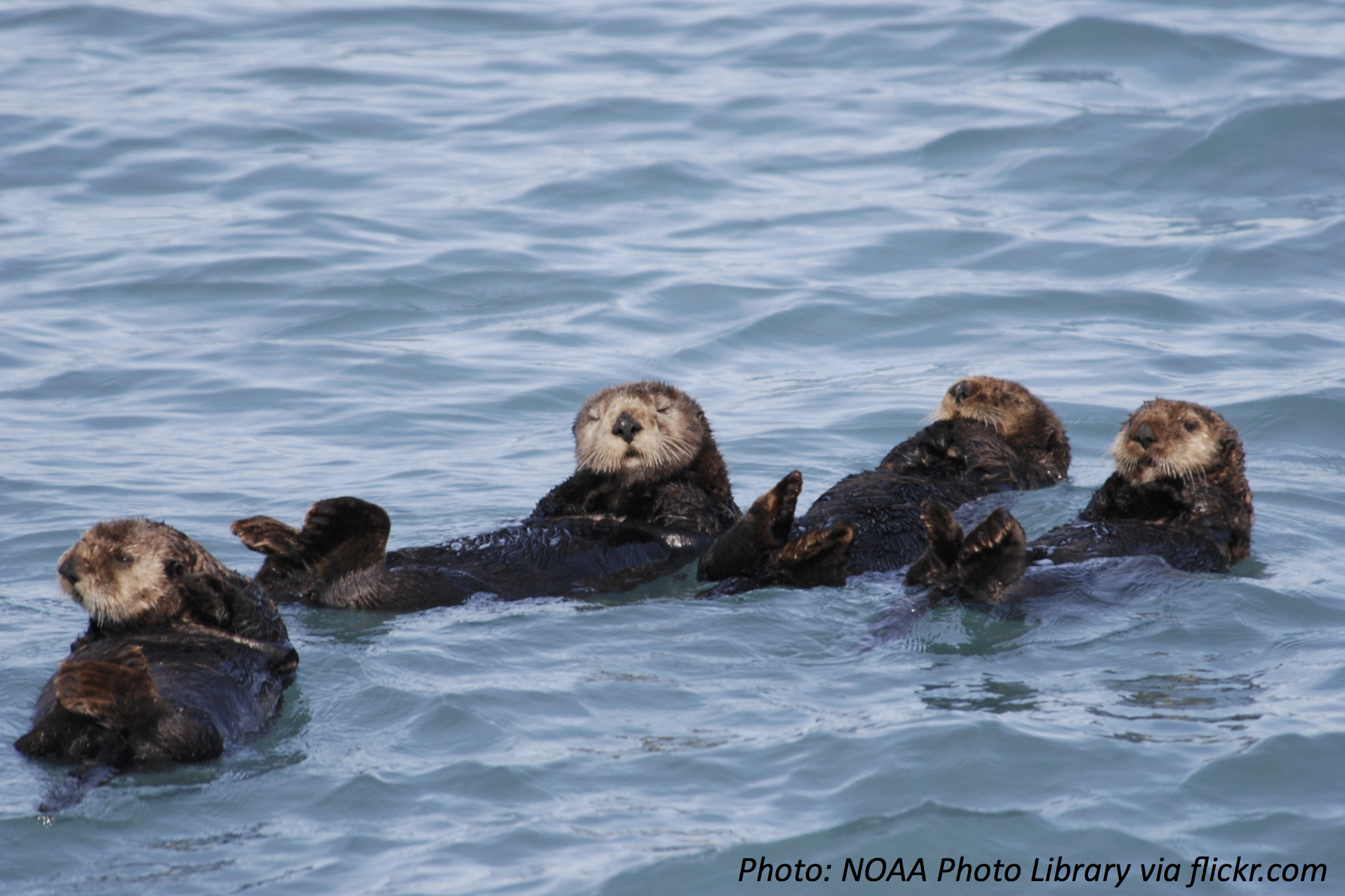 One Way or the Otter