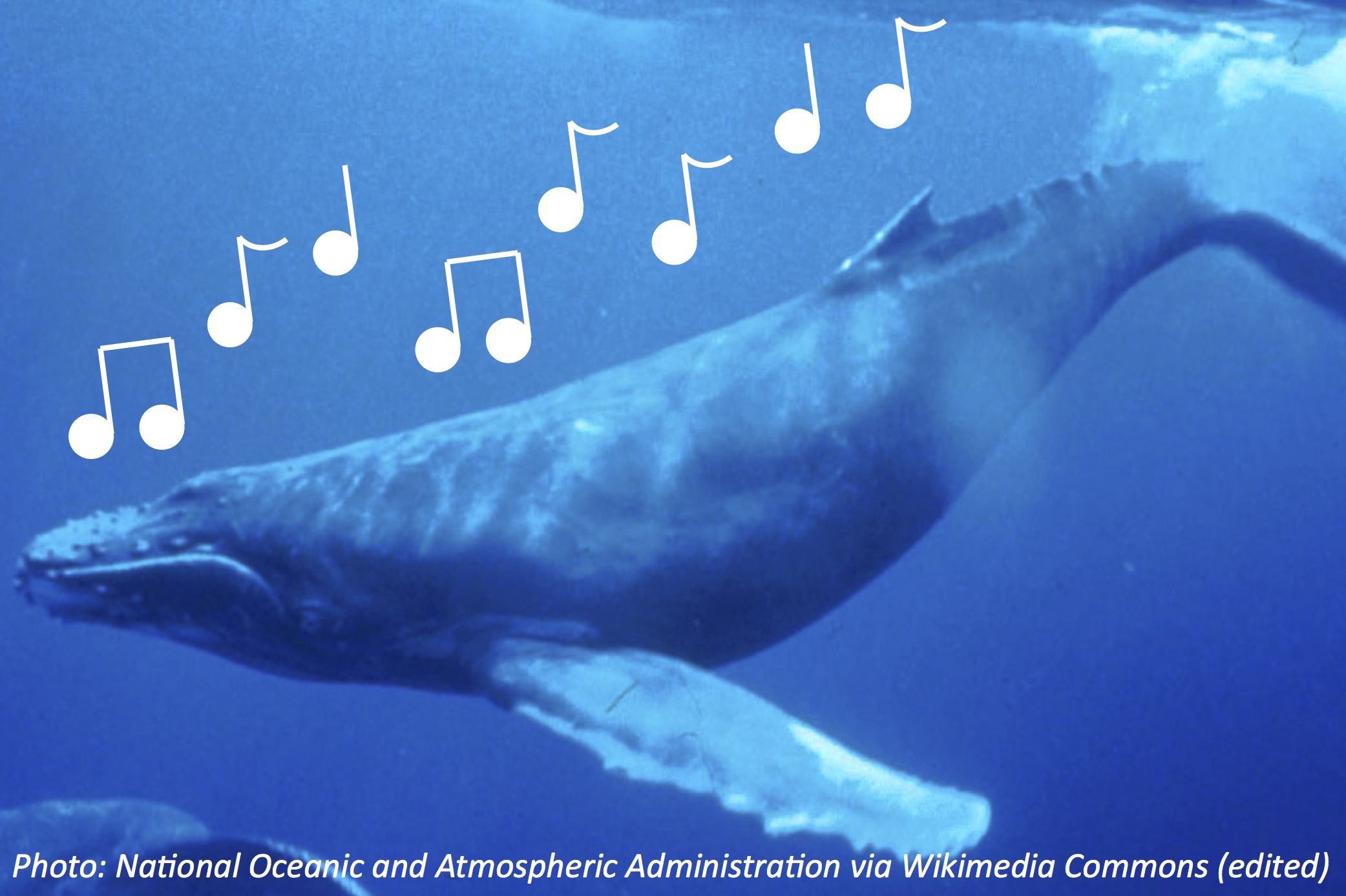 How to Sing with a Whale