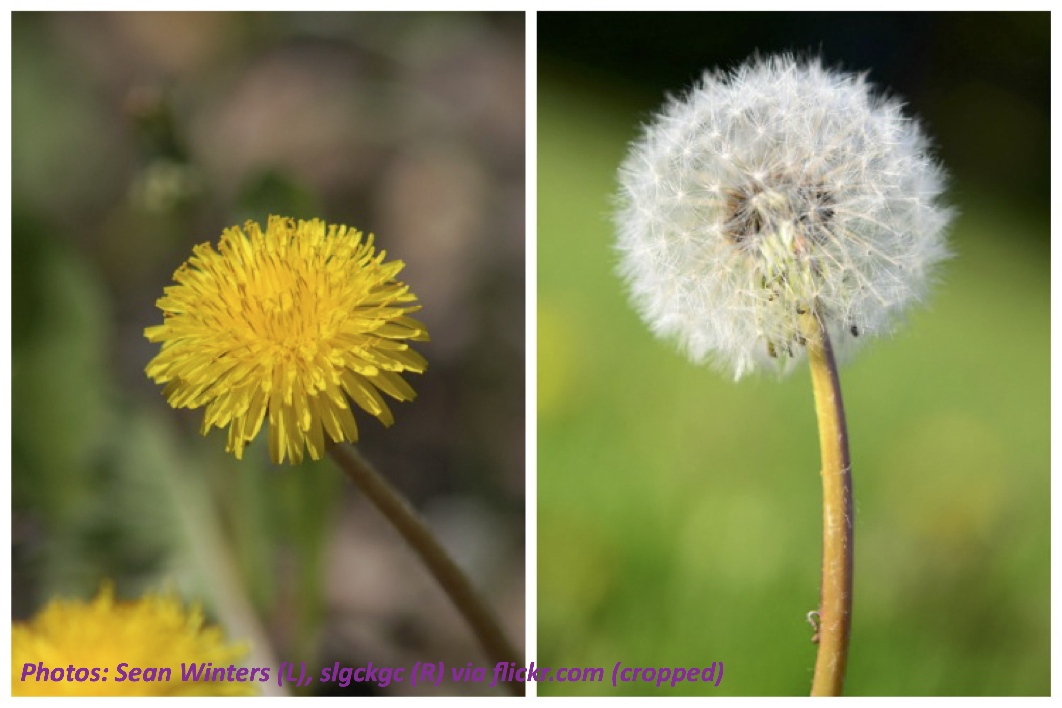 what-is-a-dandelion-called-when-it-turns-white